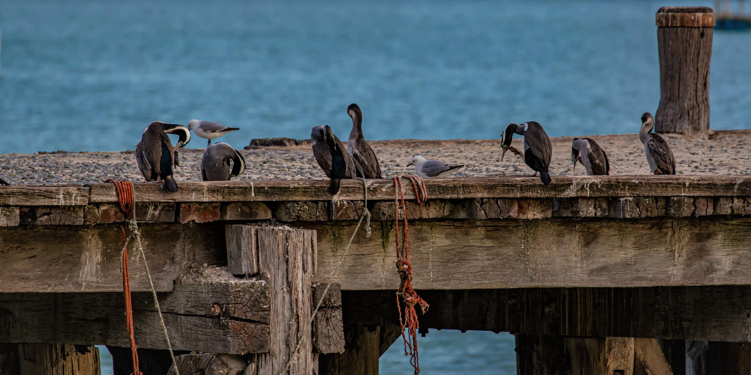 Otago,Oamaru Harbour,Sumpter Wharf,-9954 (2).jpg