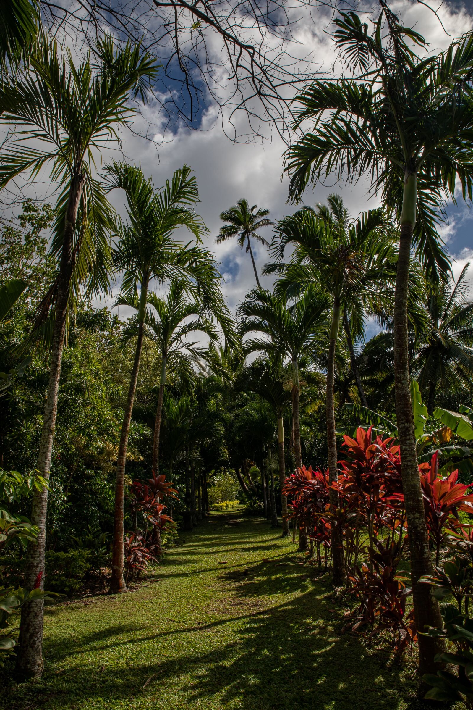 Rarotonga,Maire Nui Gardens,-0526.jpg