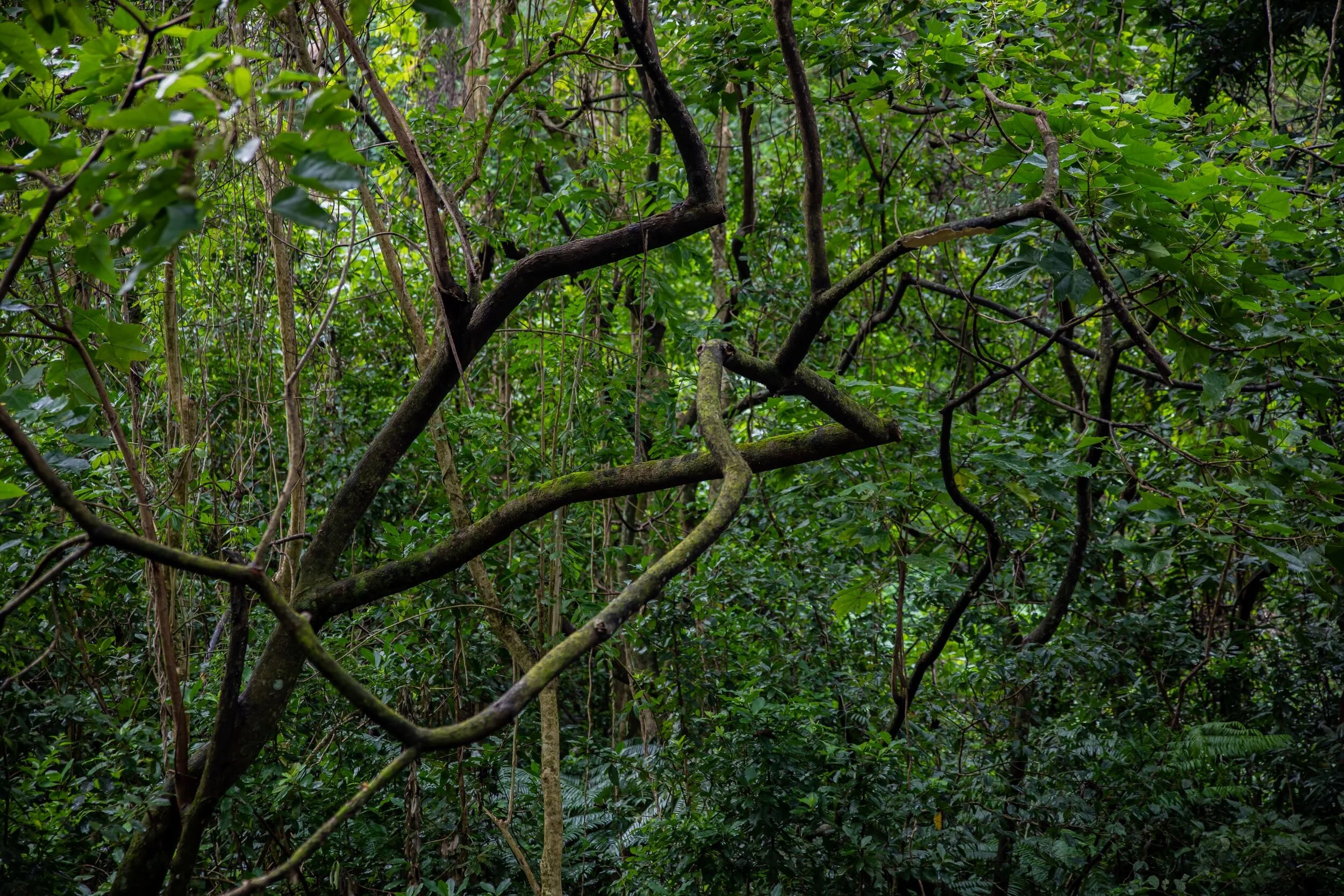 Rarotonga,Rainforest,-0361.jpg