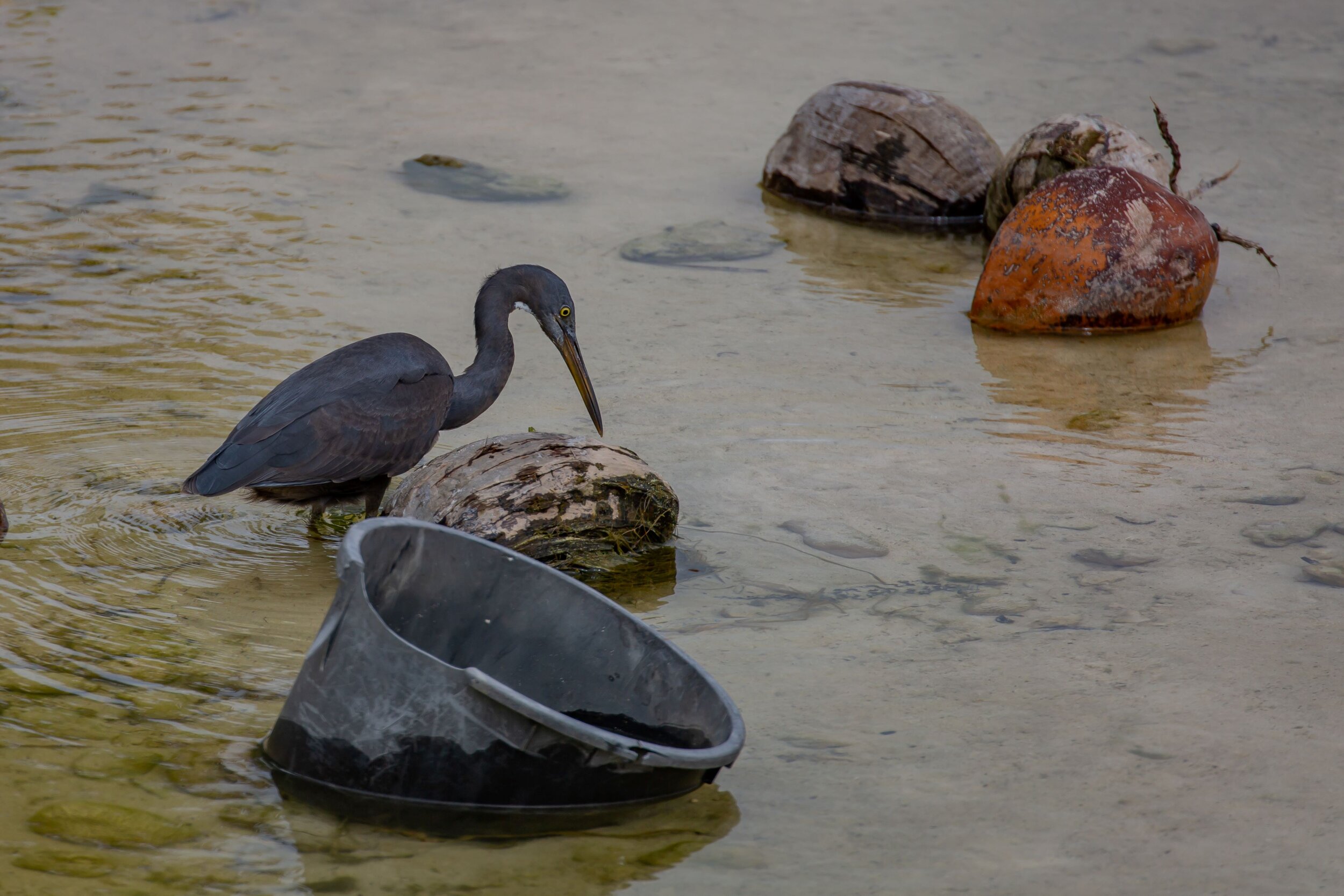Rarotonga,Reef Heron,-8307.jpg