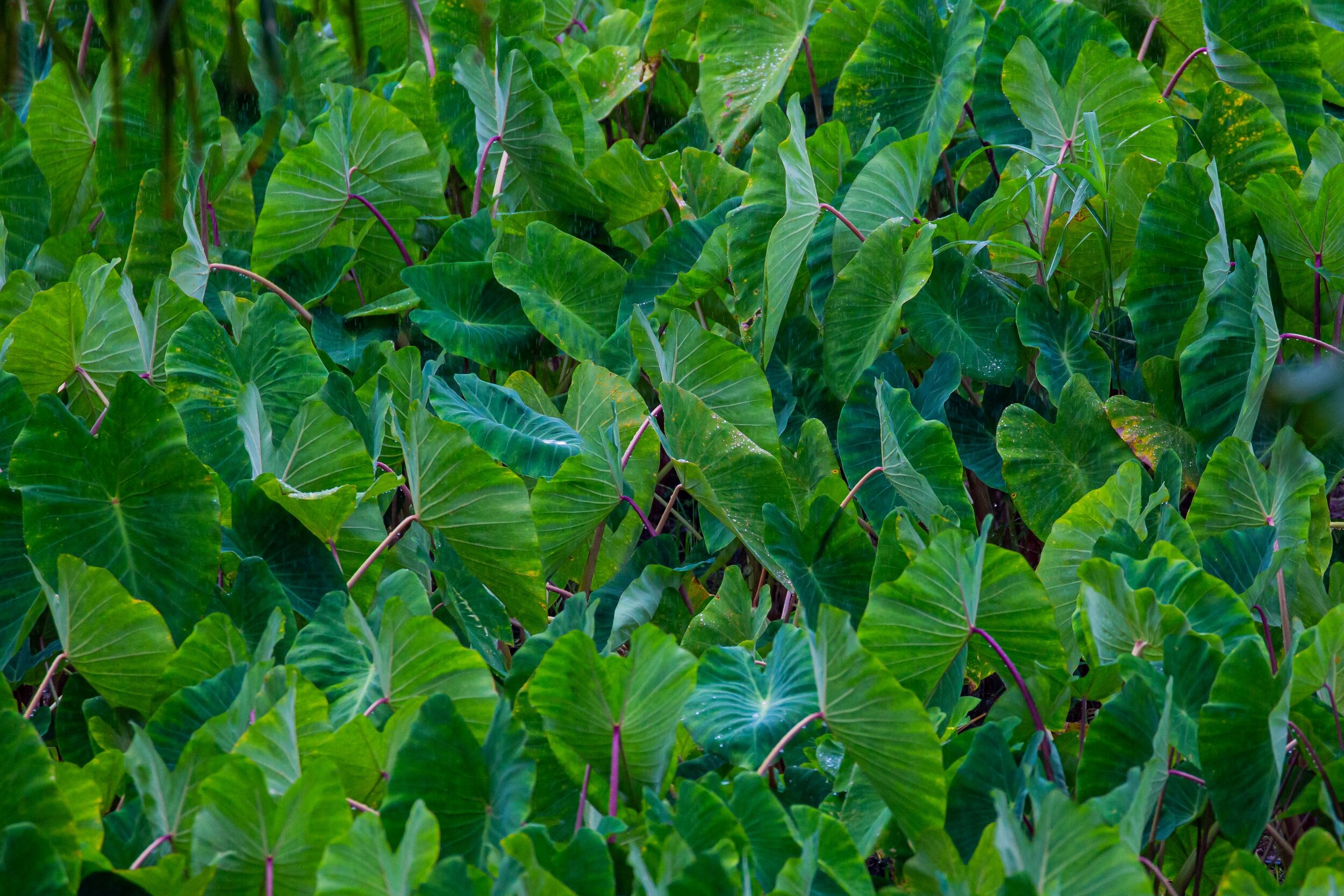 Rarotonga,Taro,-7809.jpg