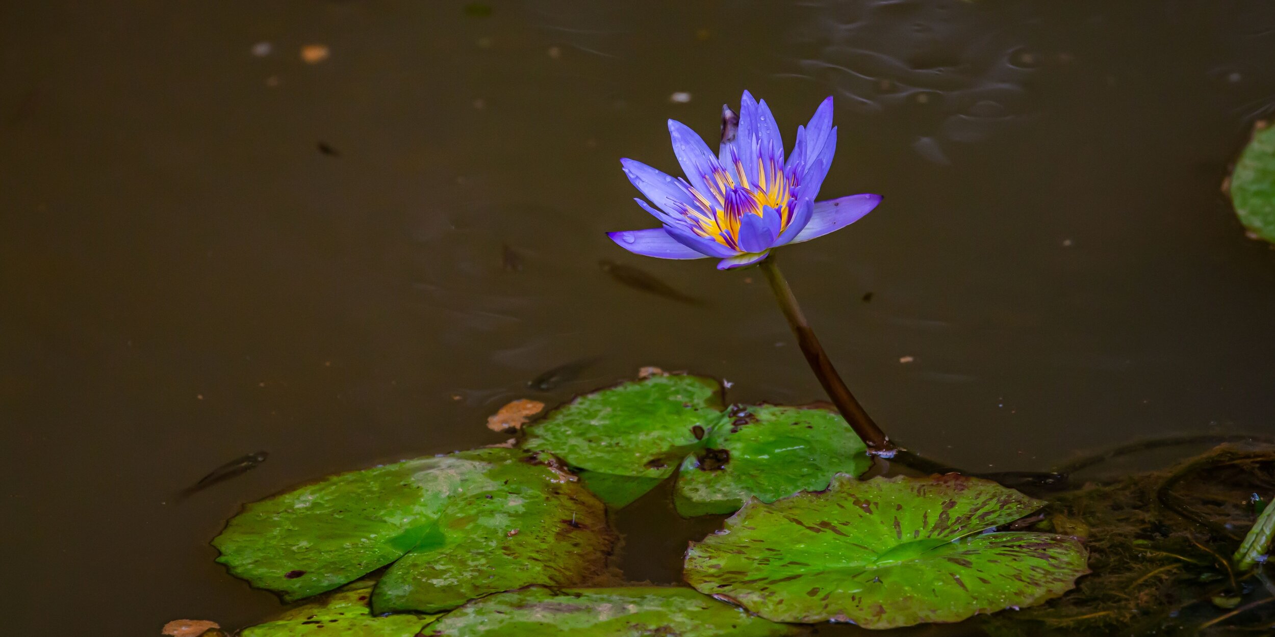 Rarotonga,Waterlilly,-7910.jpg