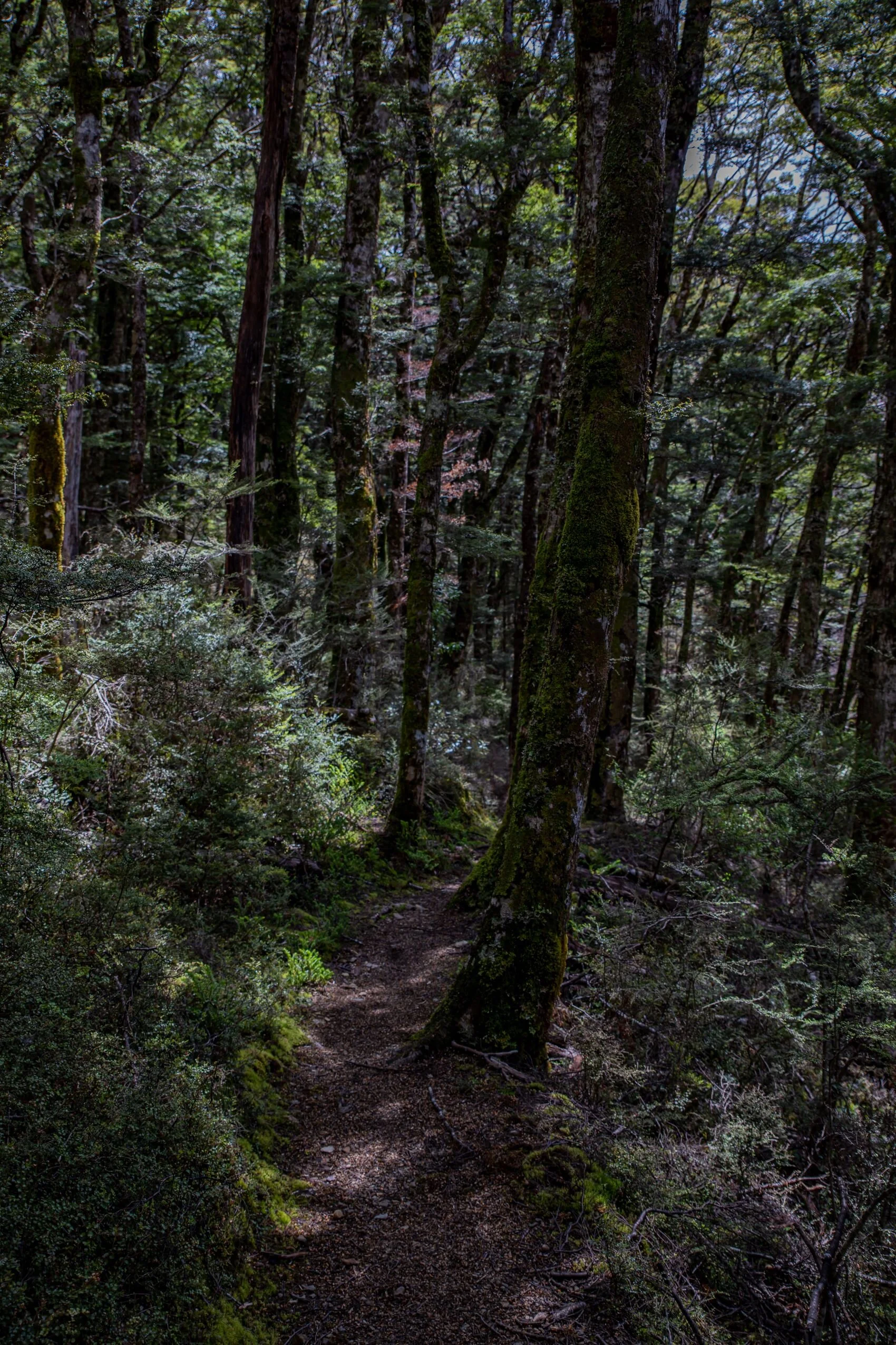 Golden Bay Journey,Cobb Valley Head & Trail,-3551.jpg