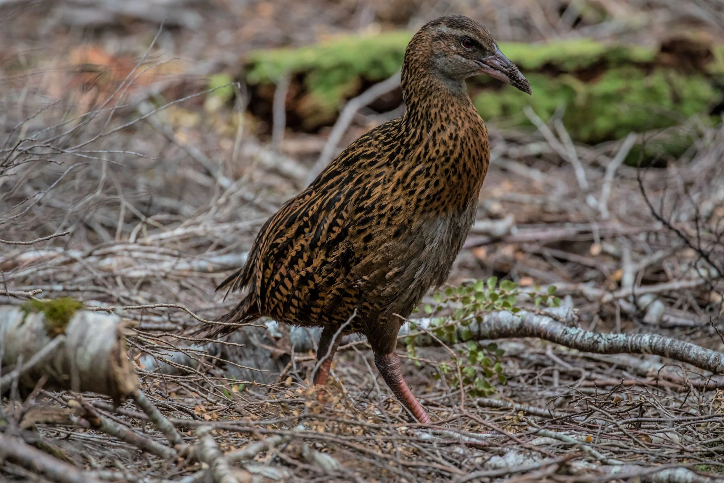 Golden Bay Journey,Harwoods Hole,-4276 (2).jpg
