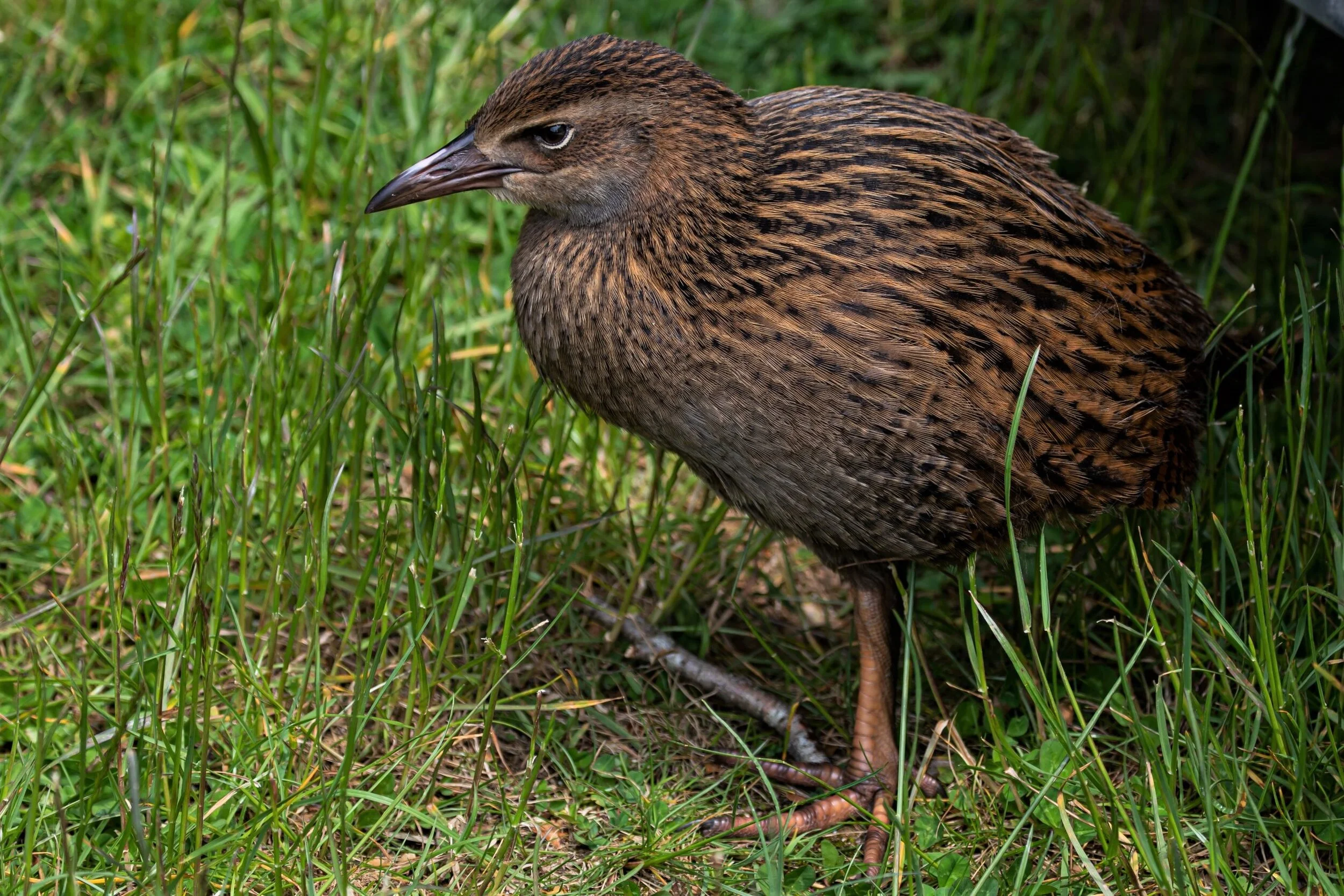 Golden Bay Journey,Harwoods Hole,-4288 (2).jpg