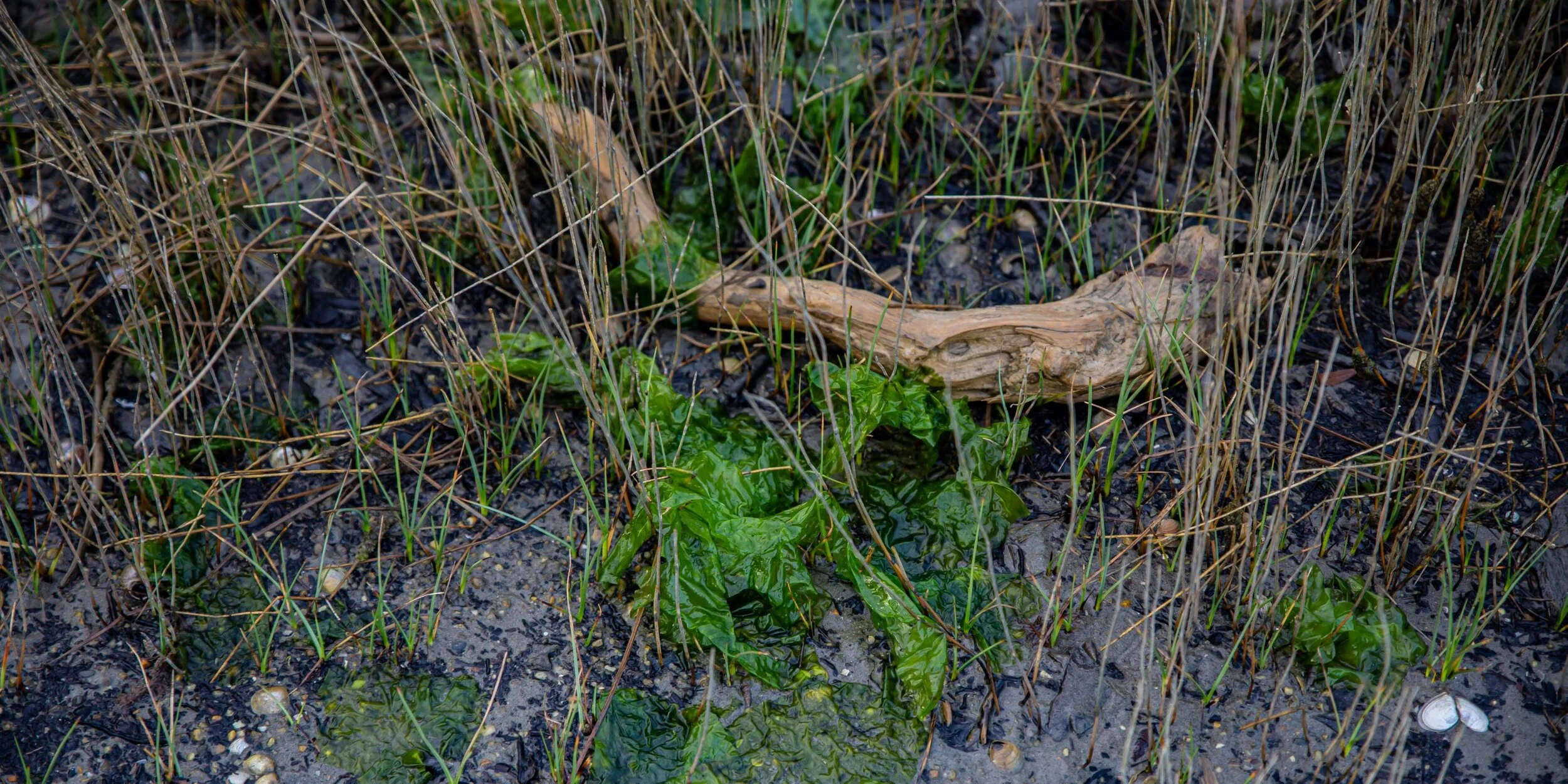 Golden Bay Journey,Parapara,Estuary,-3229.jpg