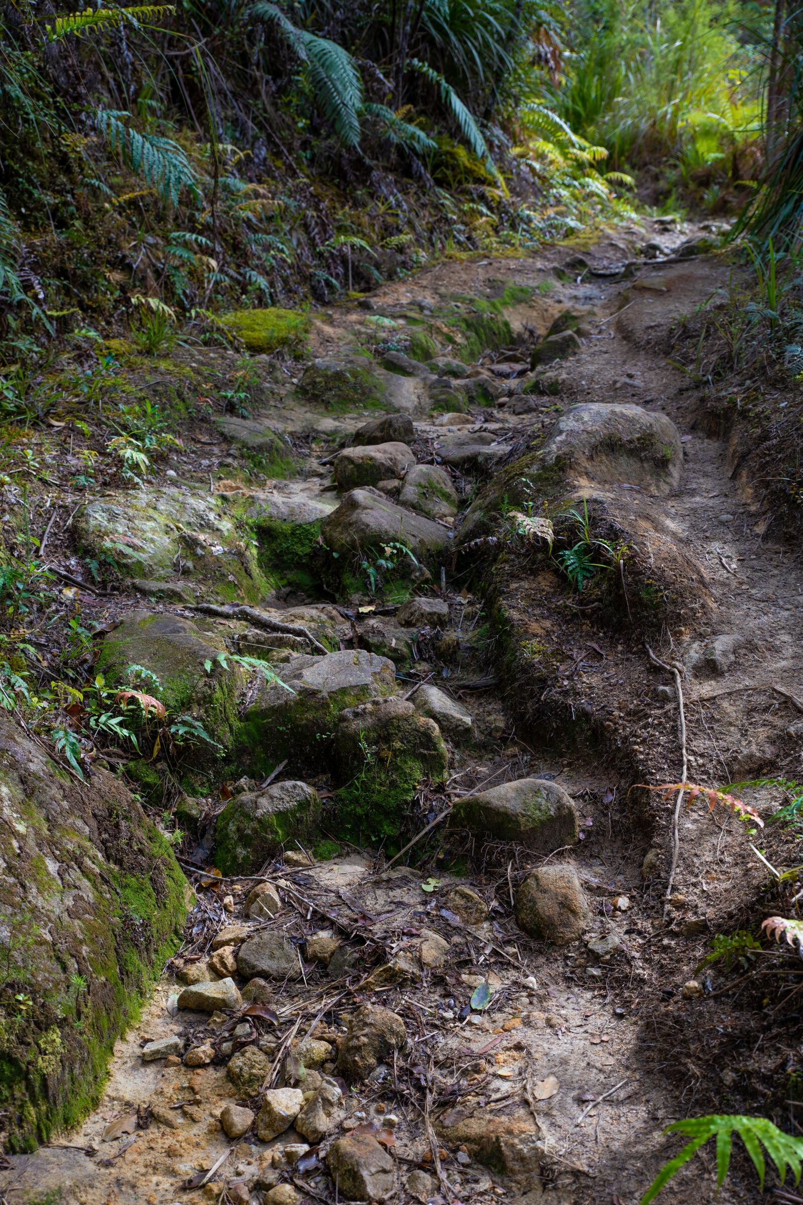 Golden Bay Journey,Pupu Hydro Walkway,-3681.jpg