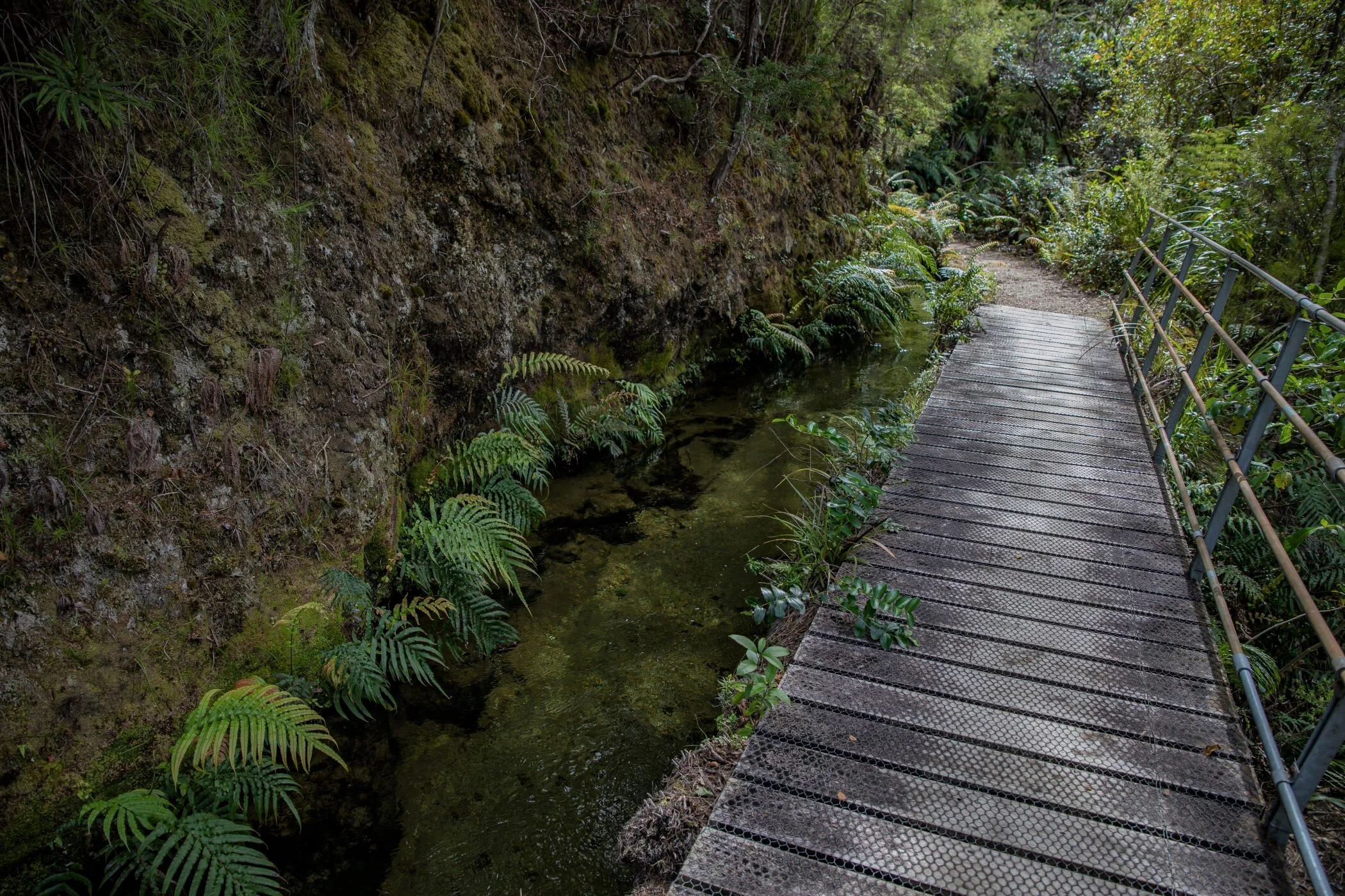 Golden Bay Journey,Pupu Hydro Walkway,-3706 (2).jpg