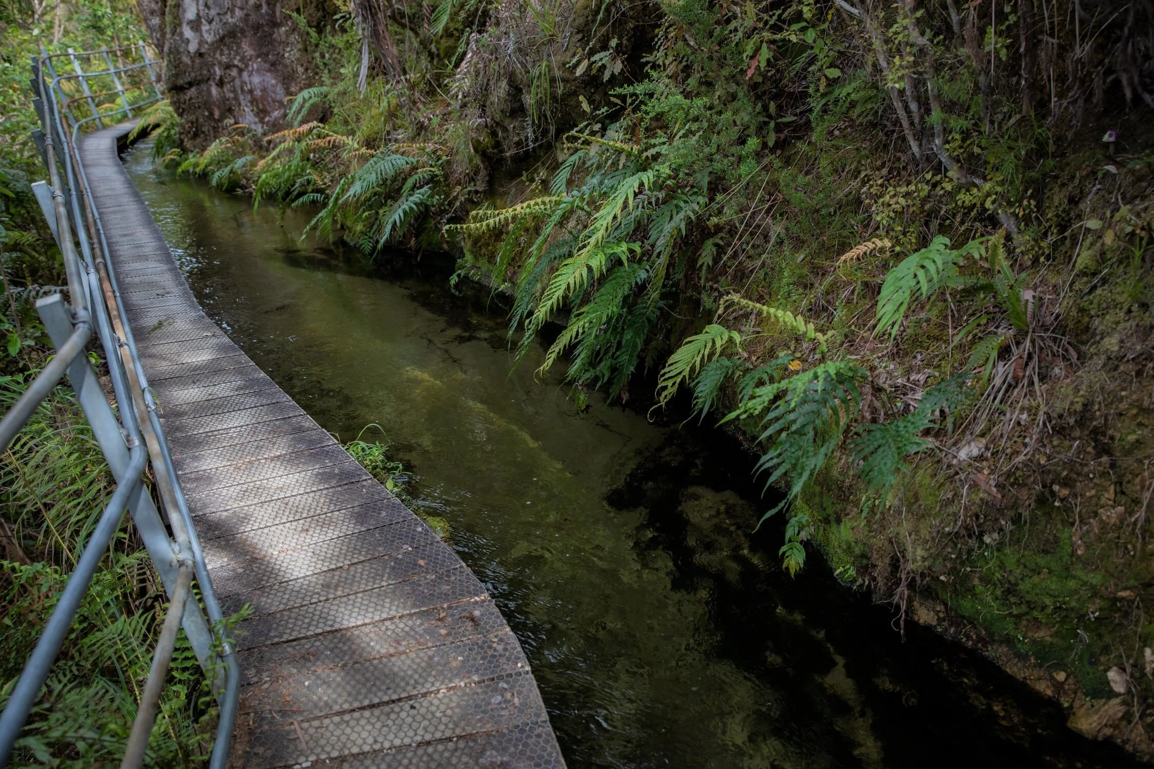 Golden Bay Journey,Pupu Hydro Walkway,-3709 (2).jpg