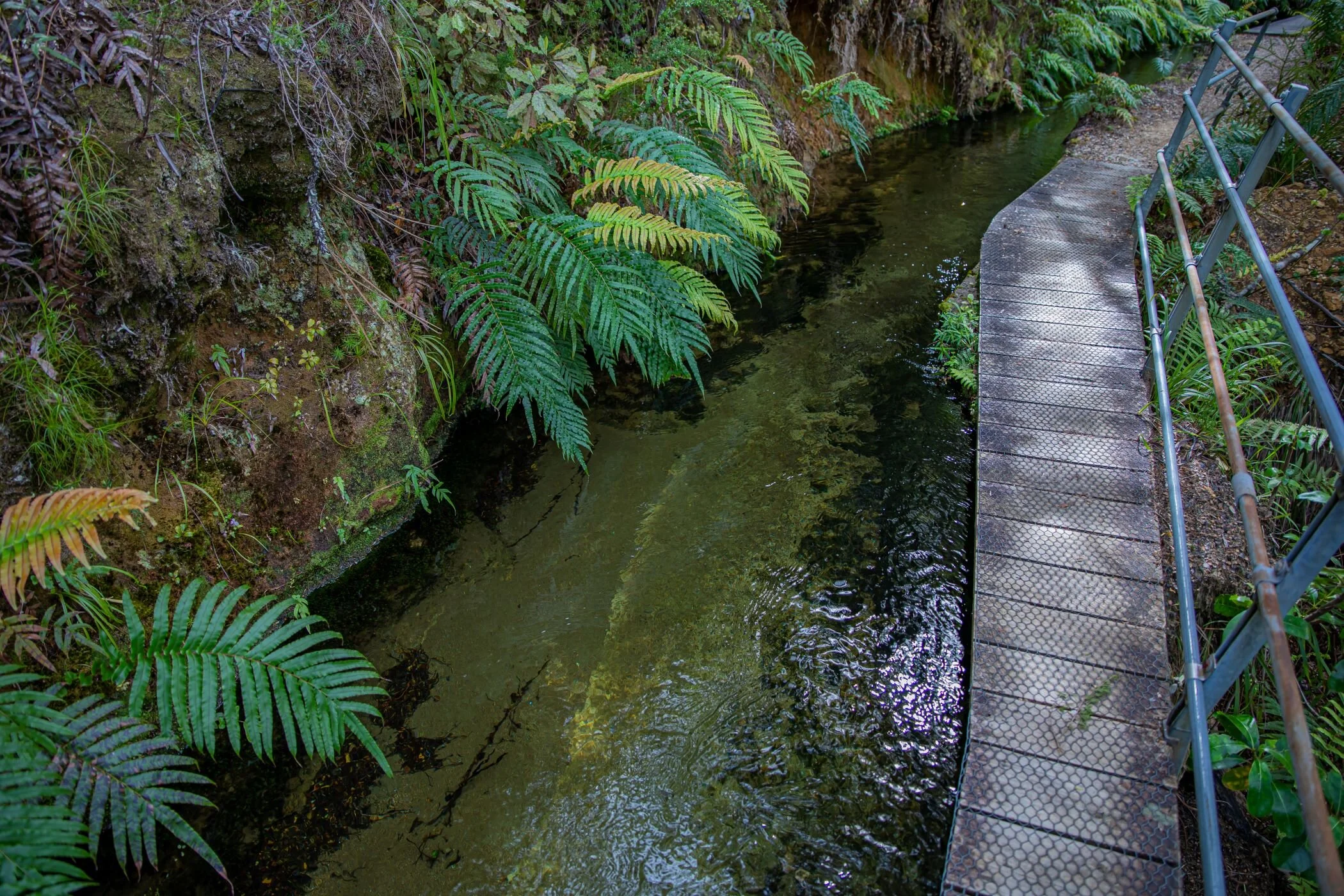 Golden Bay Journey,Pupu Hydro Walkway,-3710.jpg