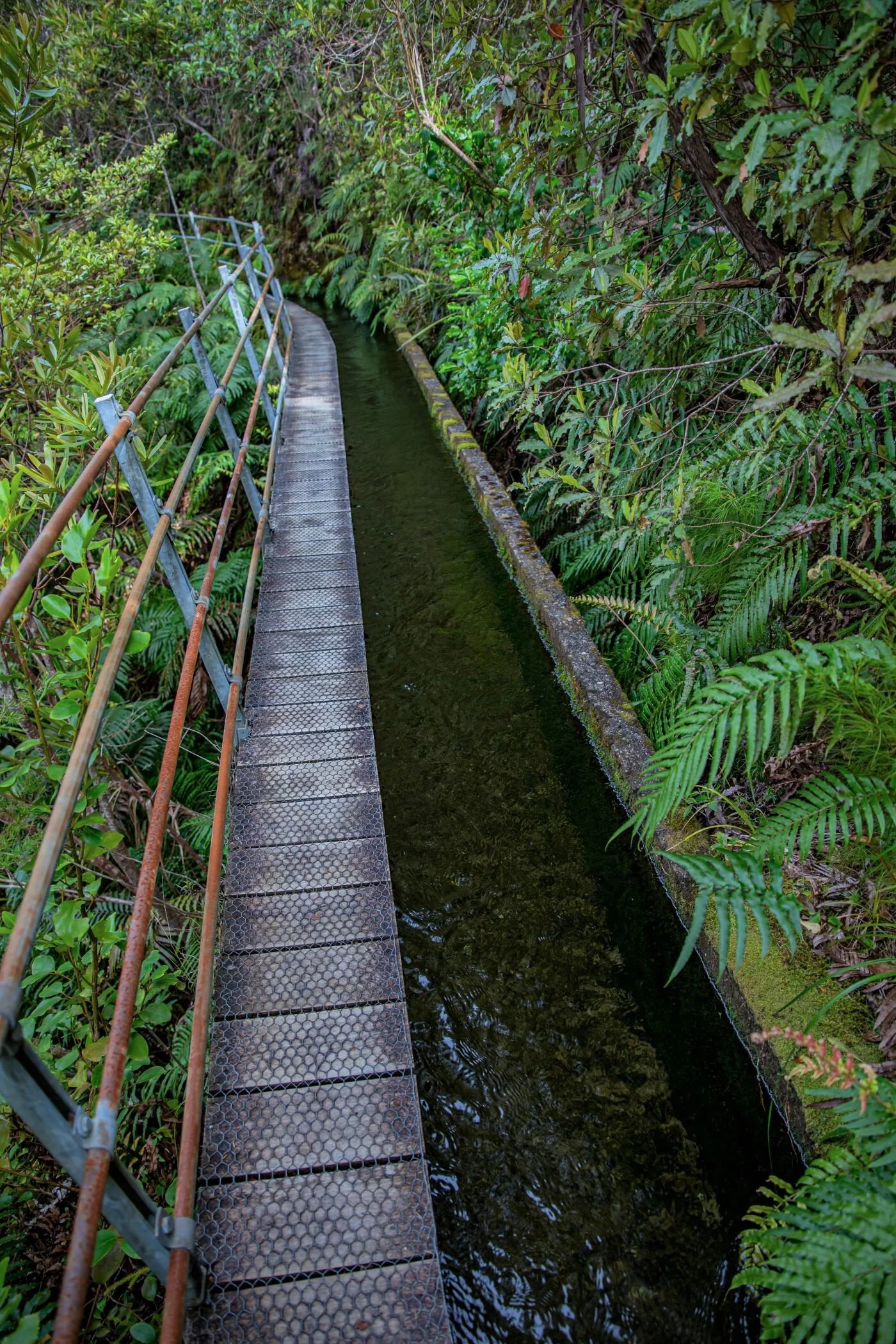 Golden Bay Journey,Pupu Hydro Walkway,-3712 (2).jpg