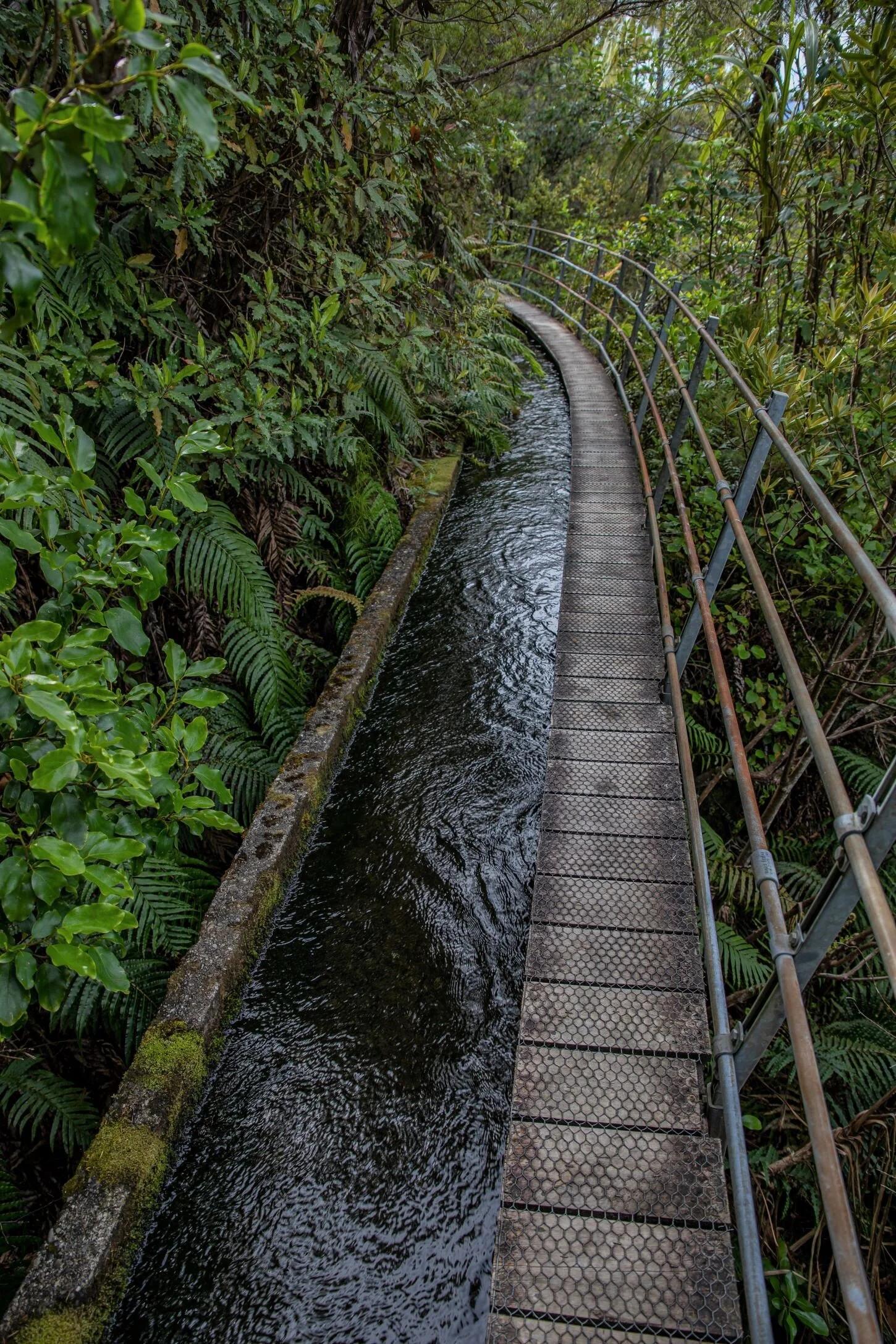 Golden Bay Journey,Pupu Hydro Walkway,-3714 (2).jpg