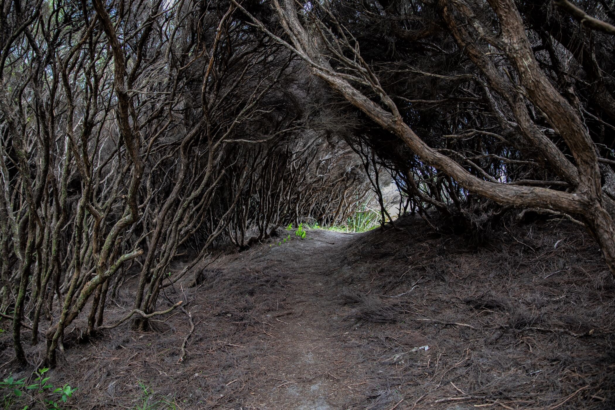 Golden Bay Journey,Wharariki Beach,-3999 (2).jpg