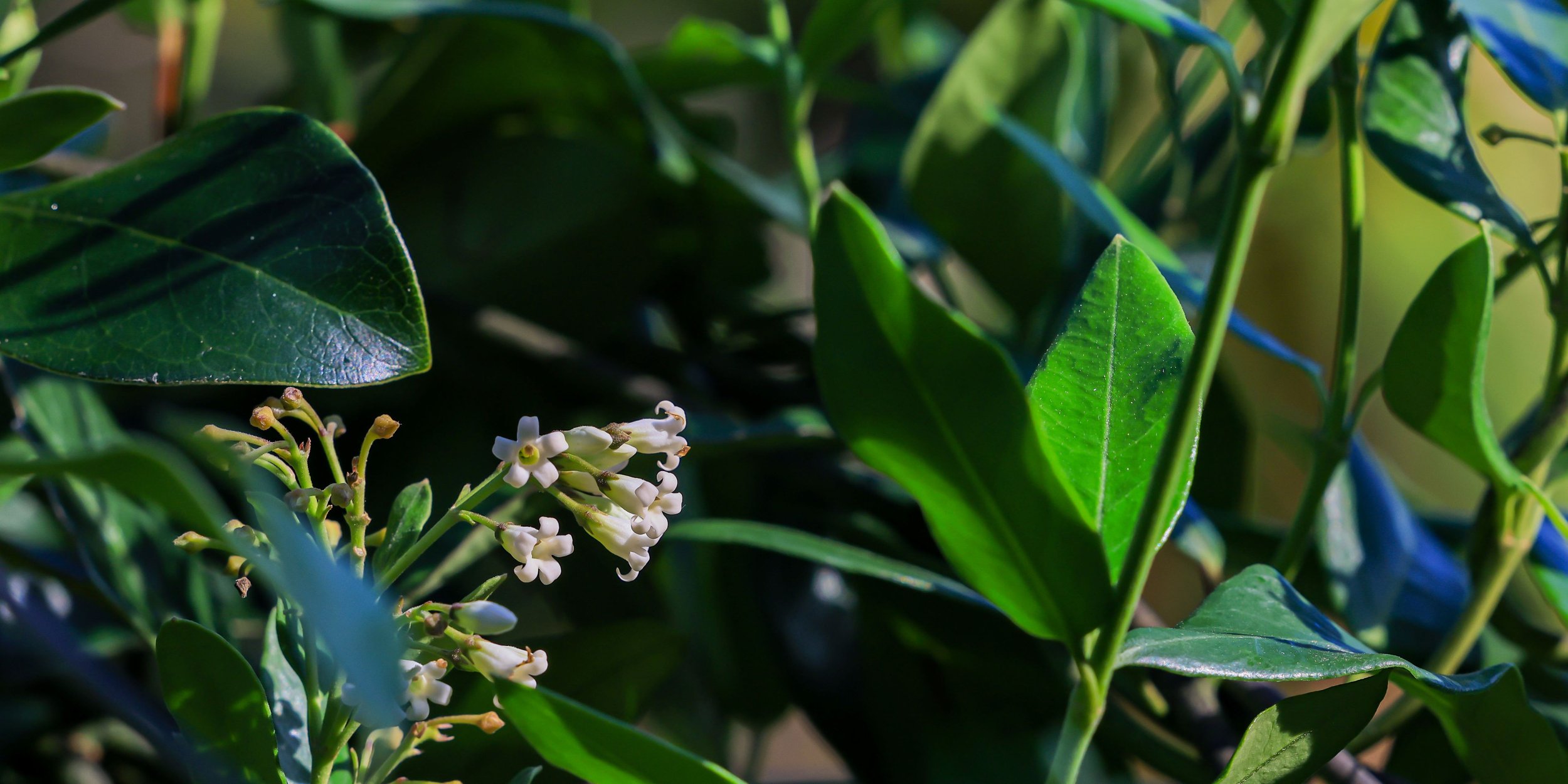 Kaihua,Native Jasmine,Shakespear Reg Park,-1970.jpg