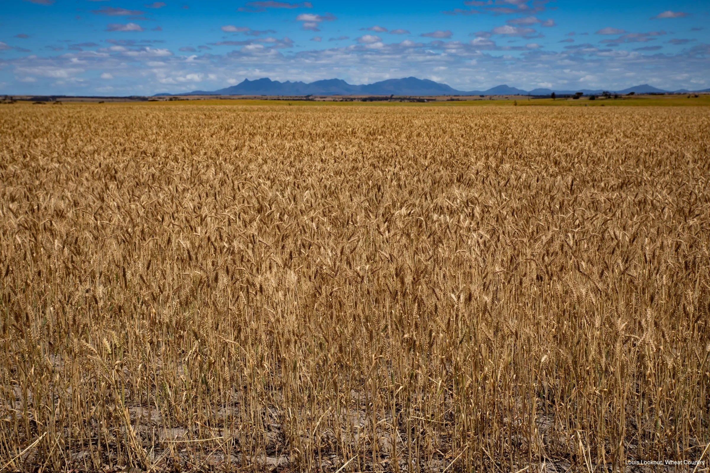 Louis Lookout, Wheat Country,-0531.jpg