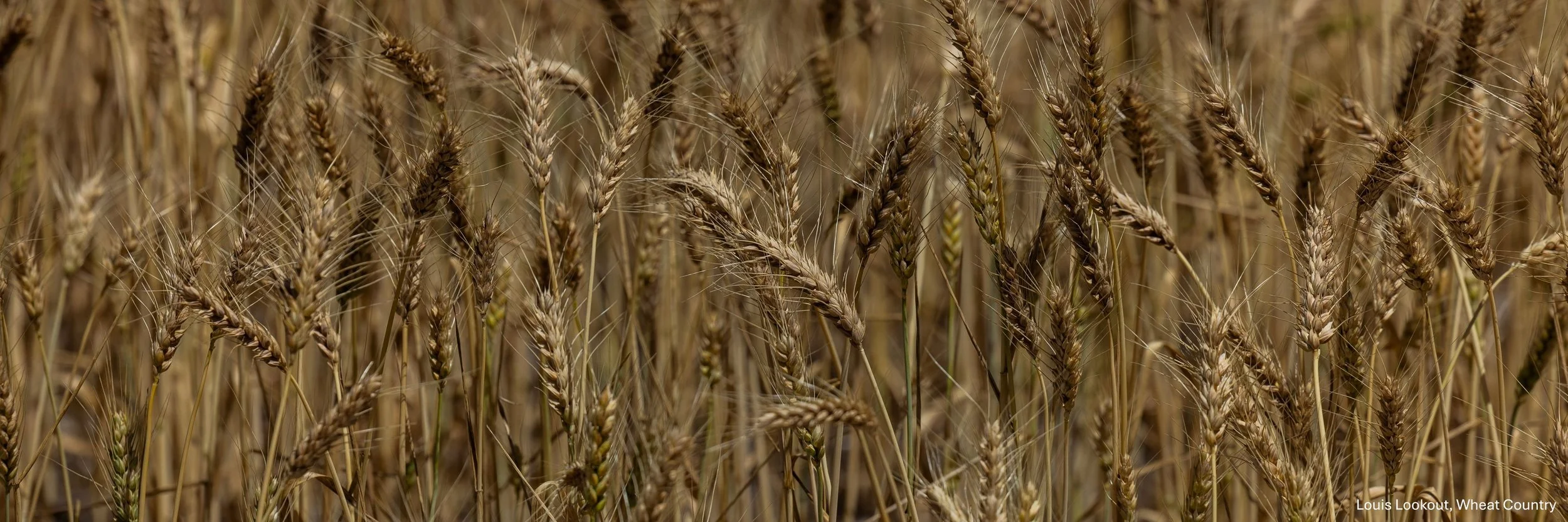 Louis Lookout-Wheat Country,-2643.jpg