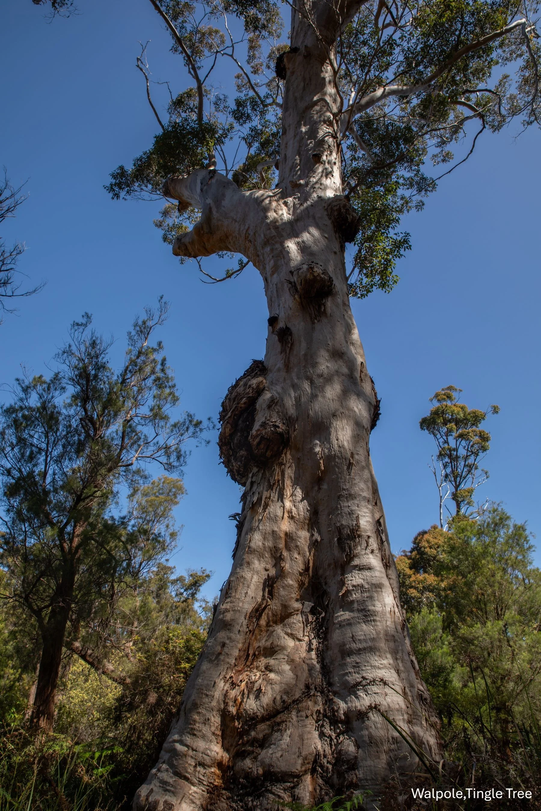 Walpole,Tingle Tree,-0381.jpg
