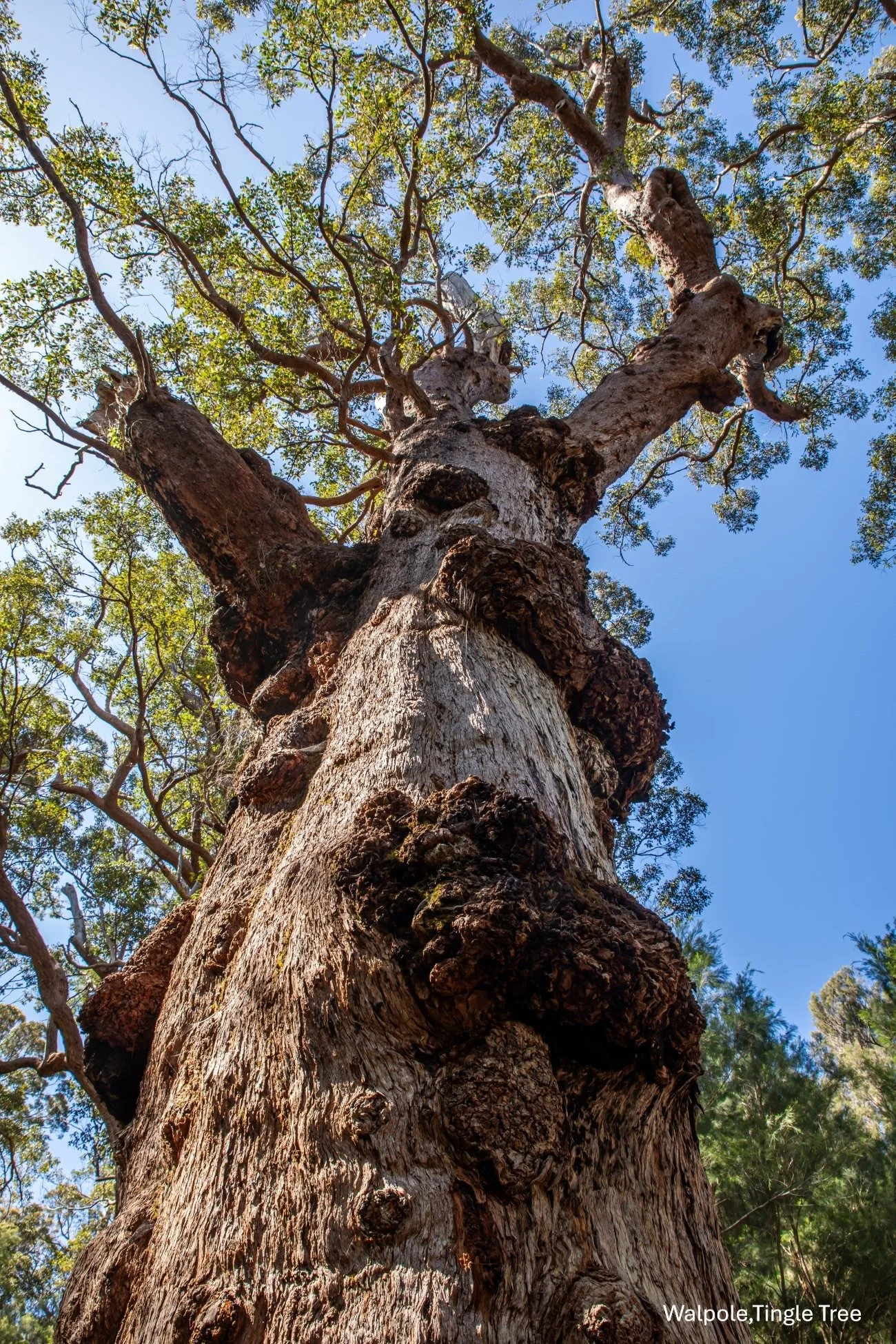 Walpole,Tingle Tree,-0390.jpg