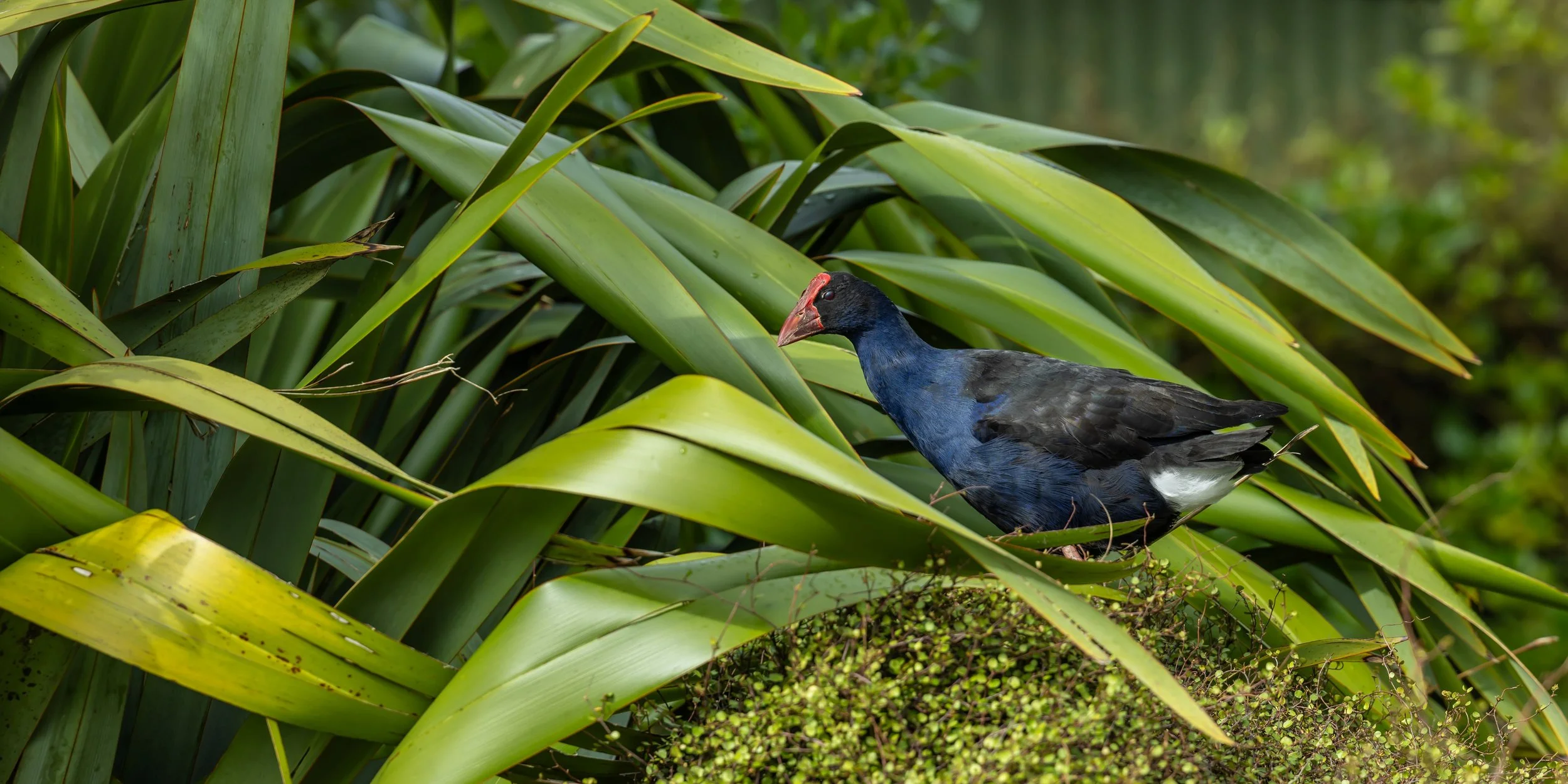 Shakespear Reg Park,-4645.jpg