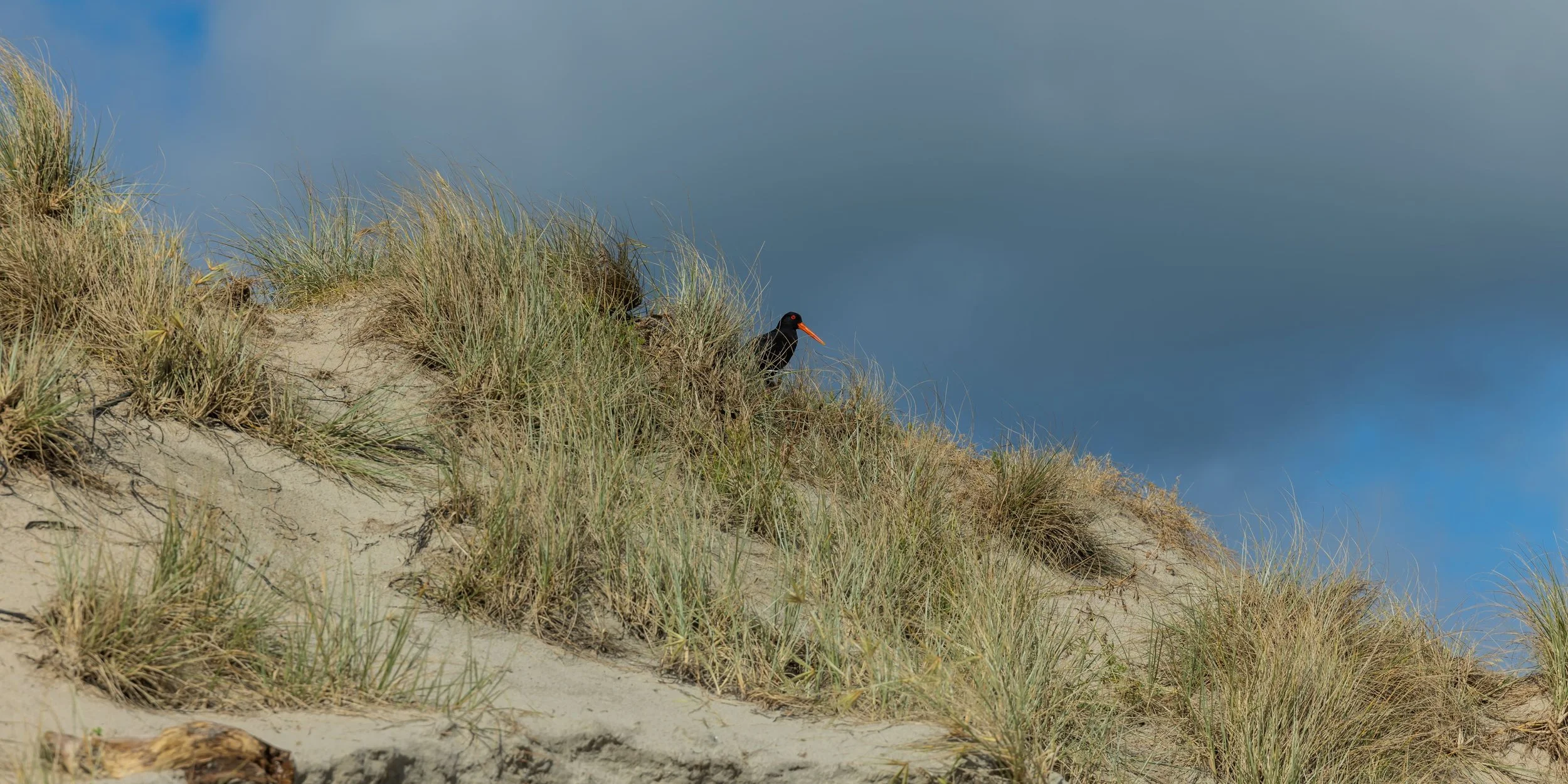 Tawharanui Reg Park,-5179.jpg