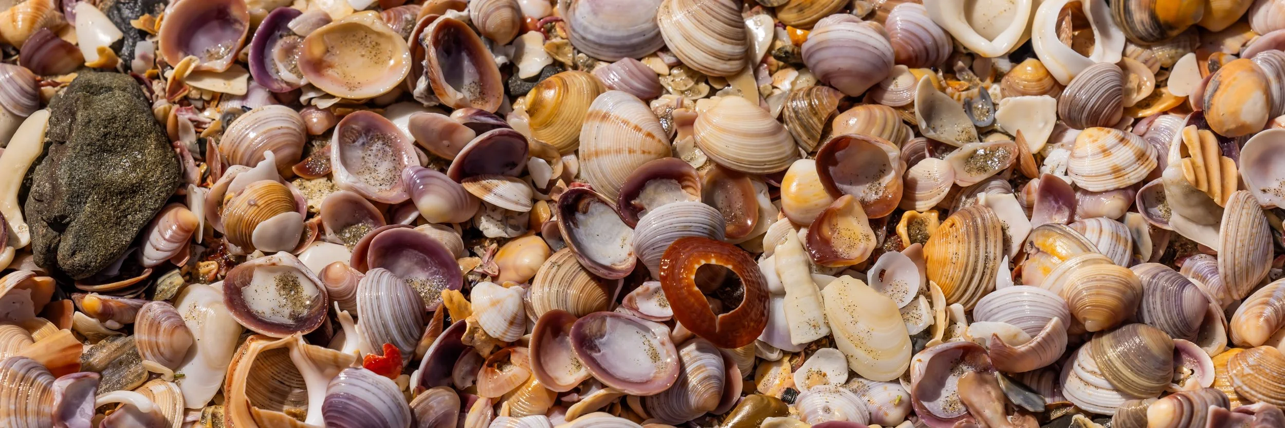 Tawharanui Reg Park,-5217.jpg