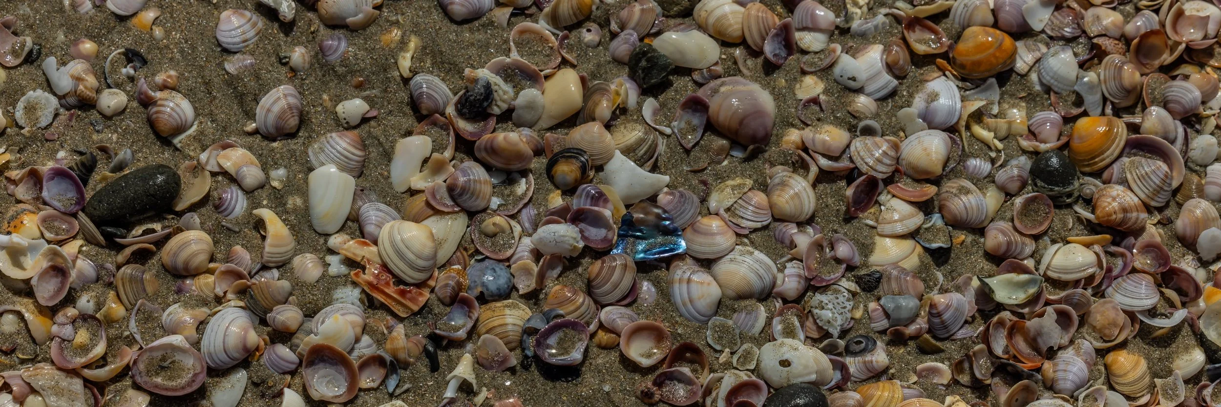 Tawharanui Reg Park,-5221.jpg