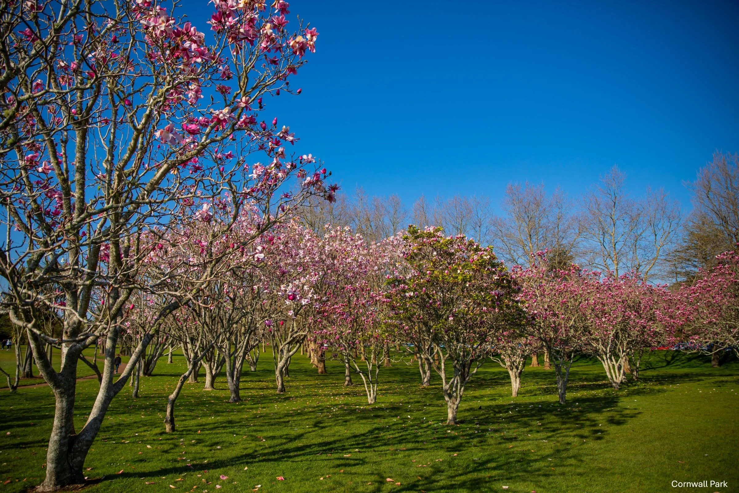 Cornwall Park,-5045.jpg