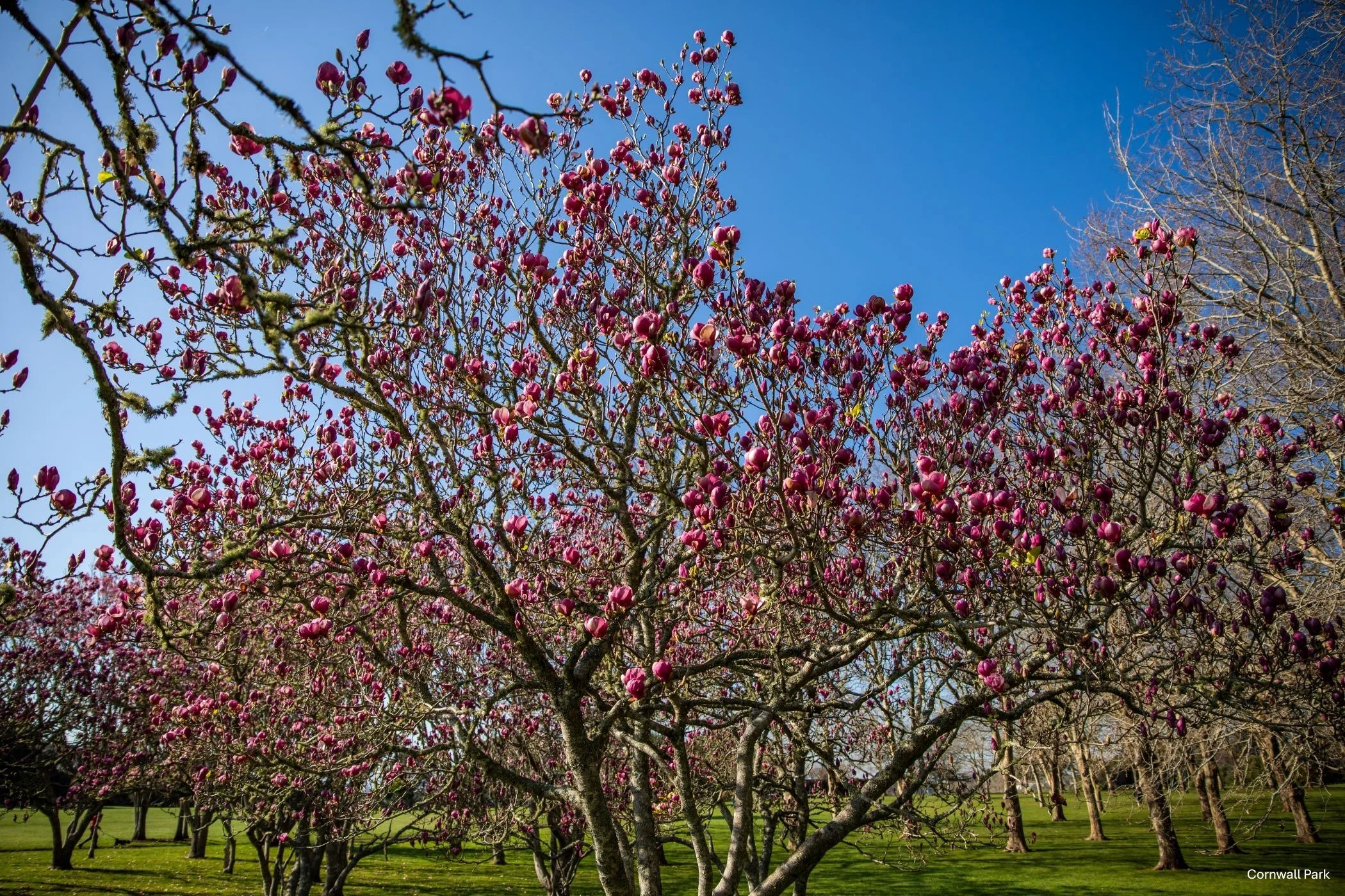Cornwall Park,-5049.jpg