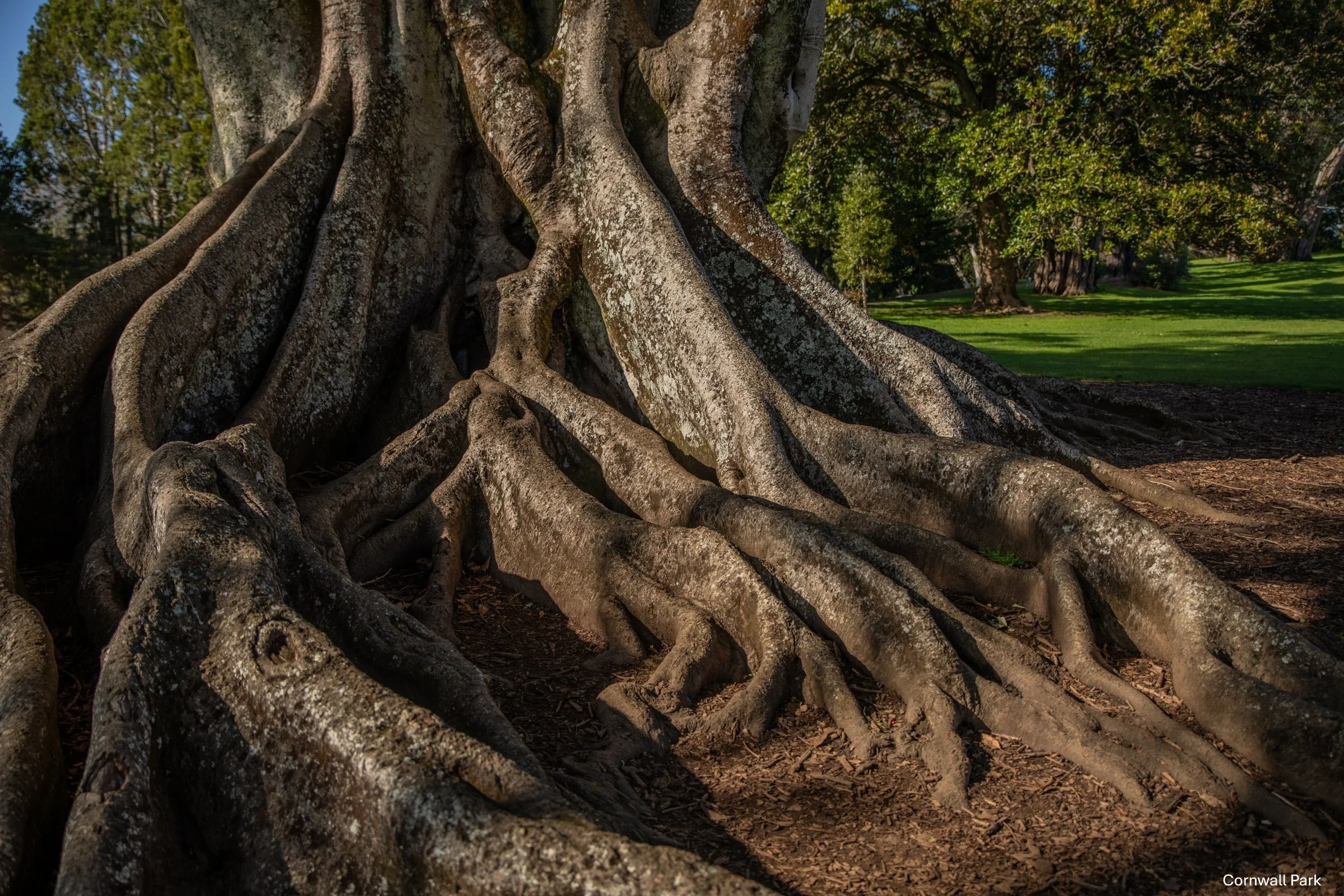 Cornwall Park,-5061.jpg