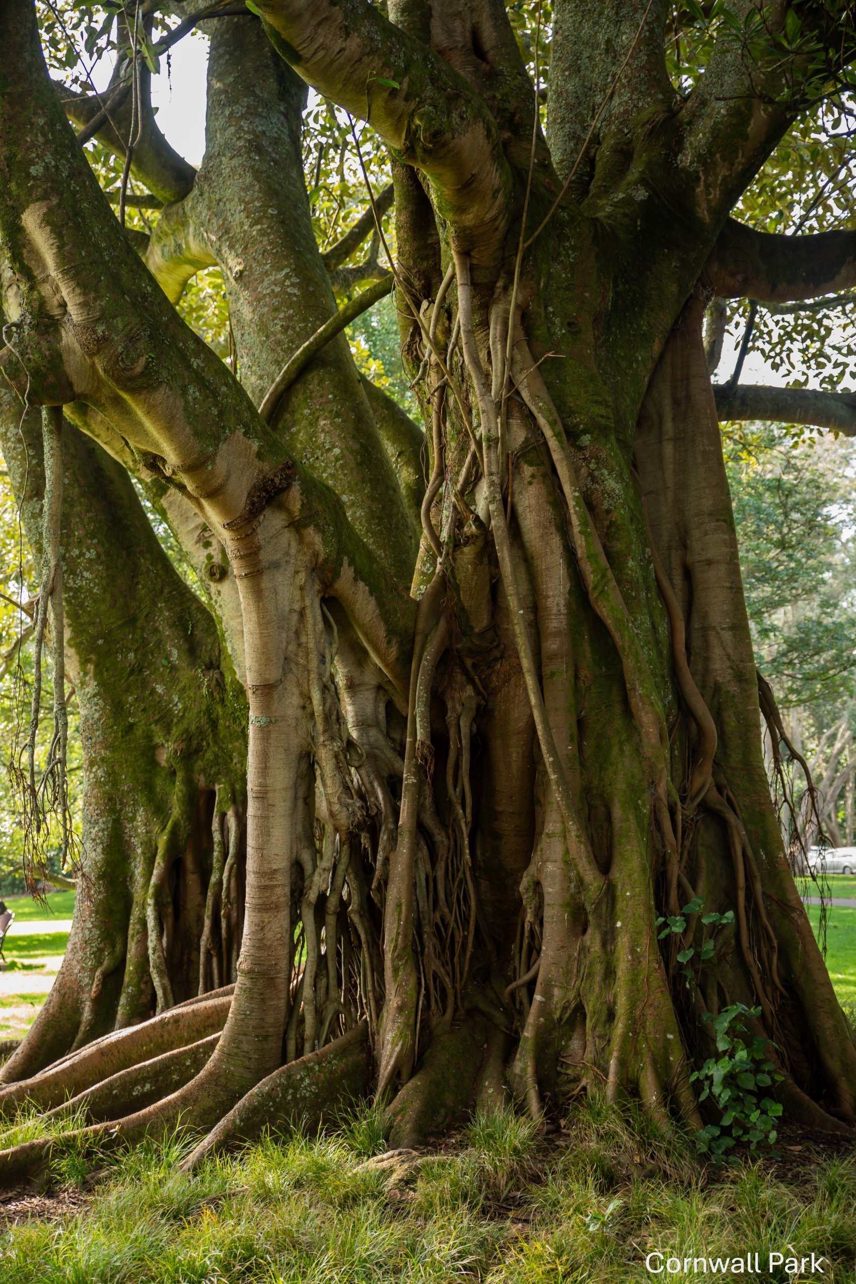 Cornwall Park,-5073.jpg