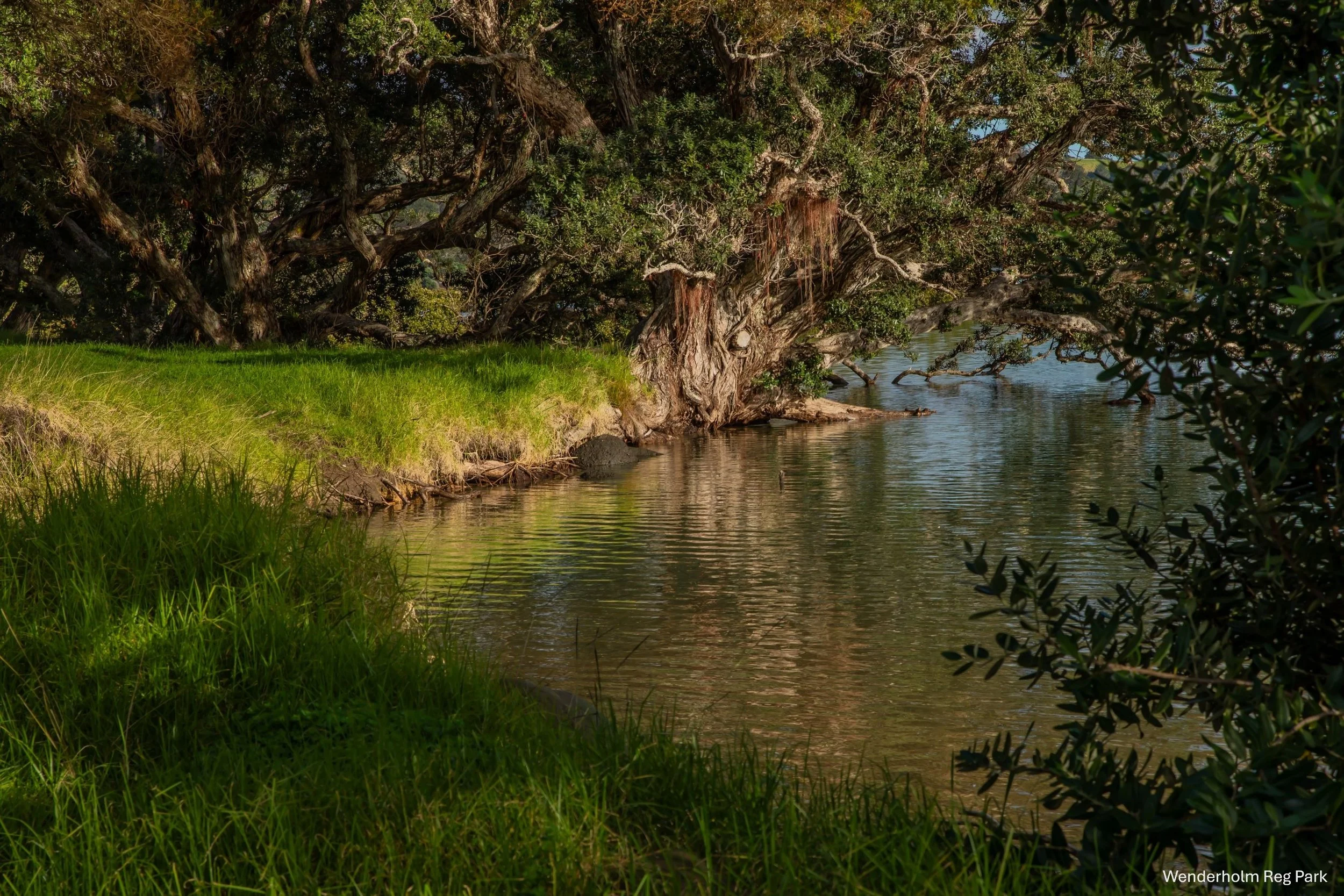 Wenderholm Reg Park,-4746.JPG