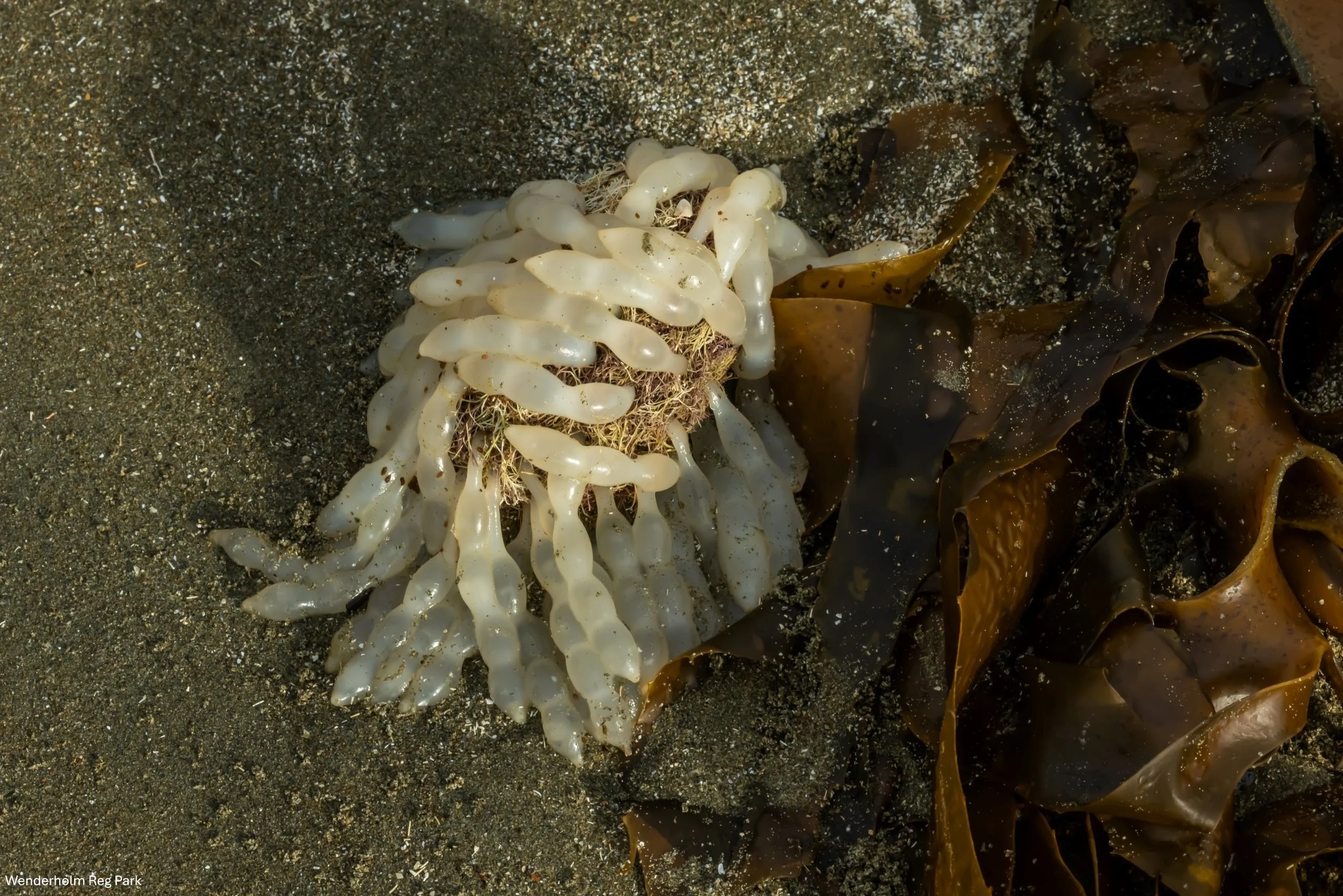 Wenderholm Reg Park,-5153.JPG