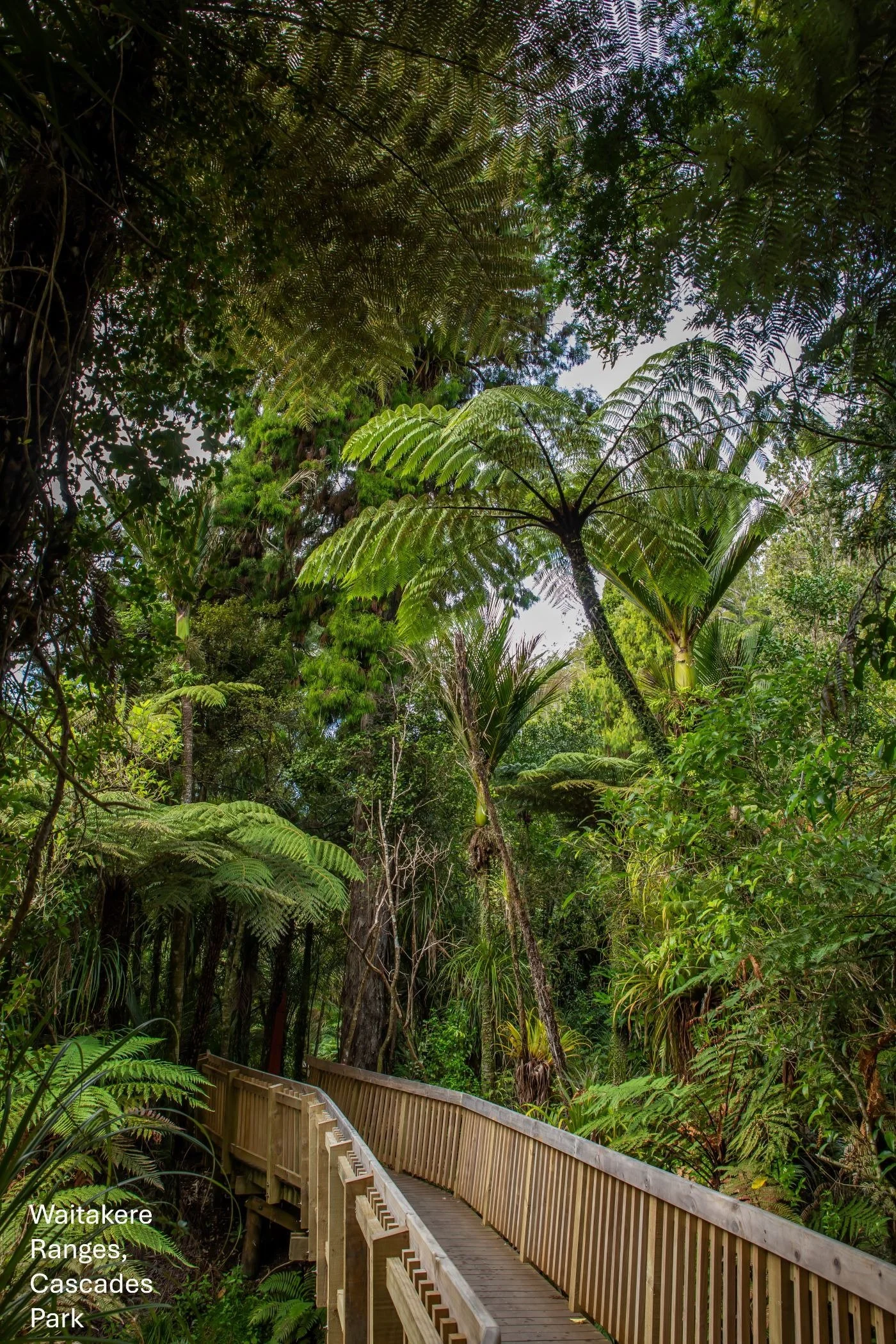 Waitakere RP,Cascades,-9100.jpg