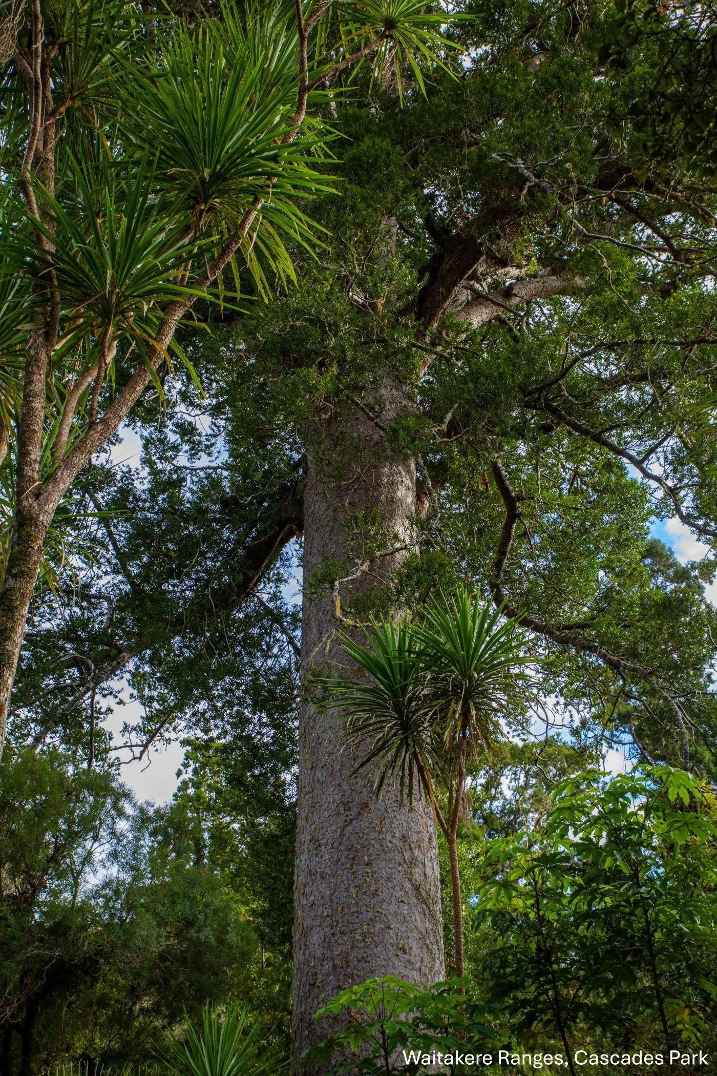 Waitakere RP,Cascades,-9143.jpg