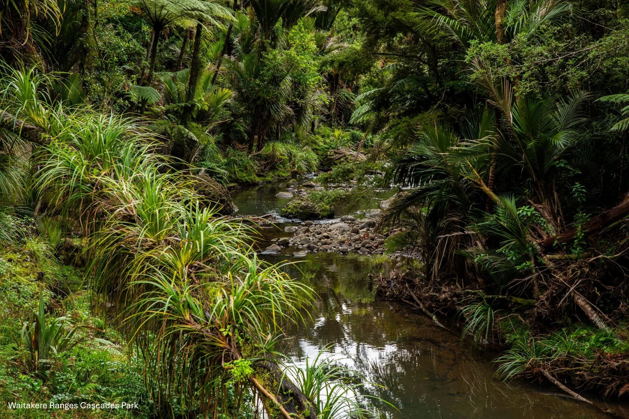 Waitakere RP,Cascades,-9149.jpg