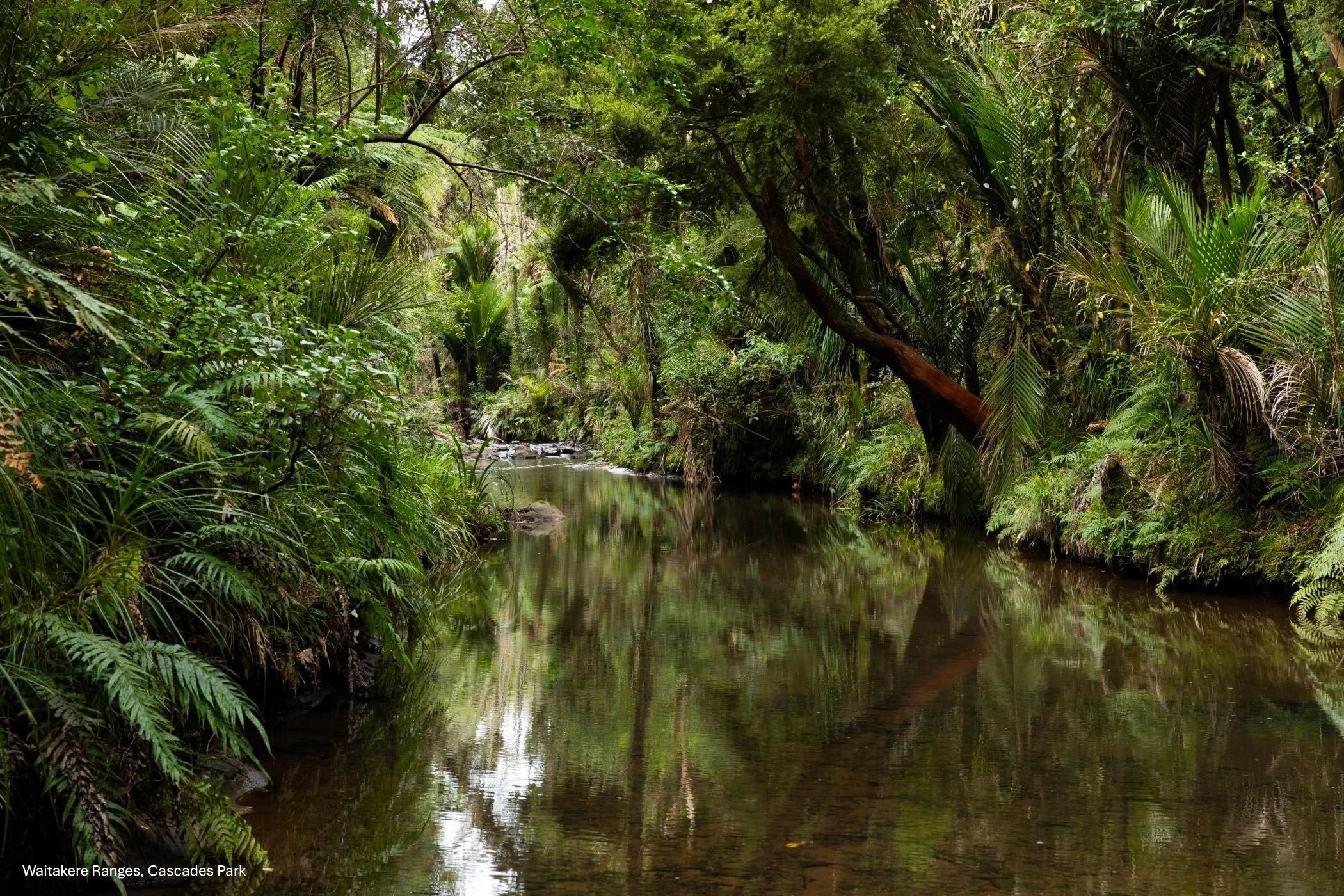 Waitakere RP,Cascades,-9158.jpg