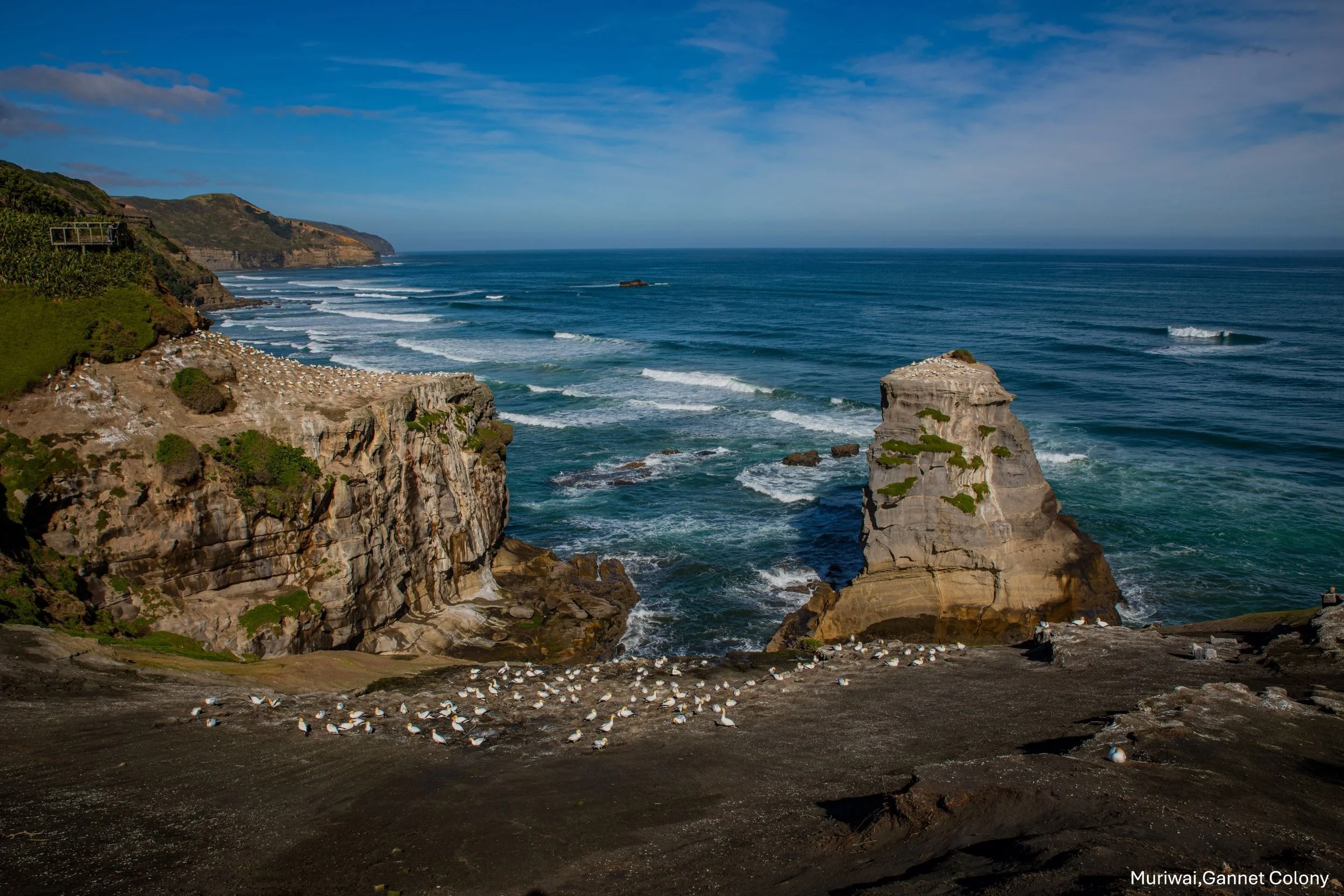 Muriwai Gannet Colony,-0667.jpg