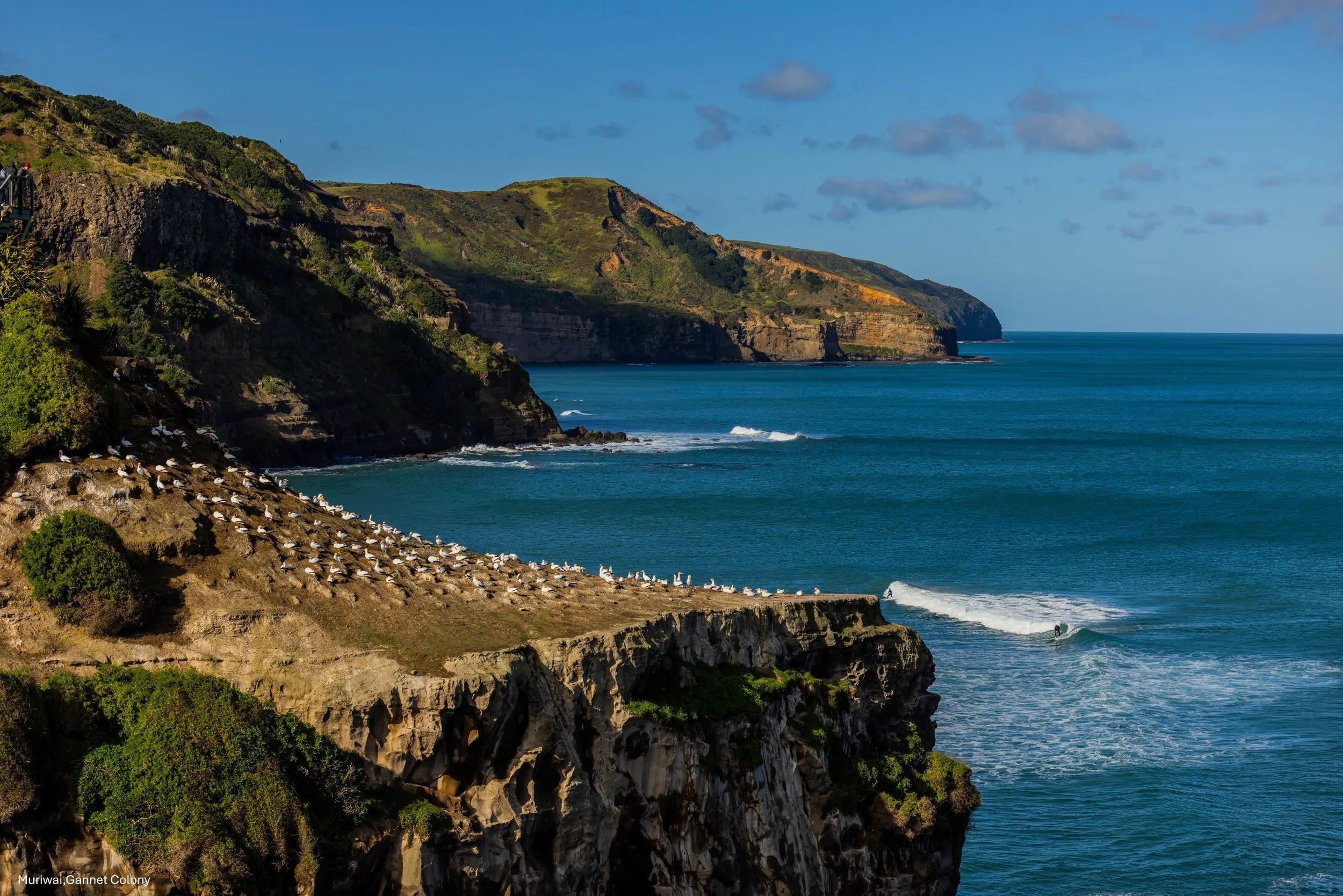 Muriwai,-6402.jpg