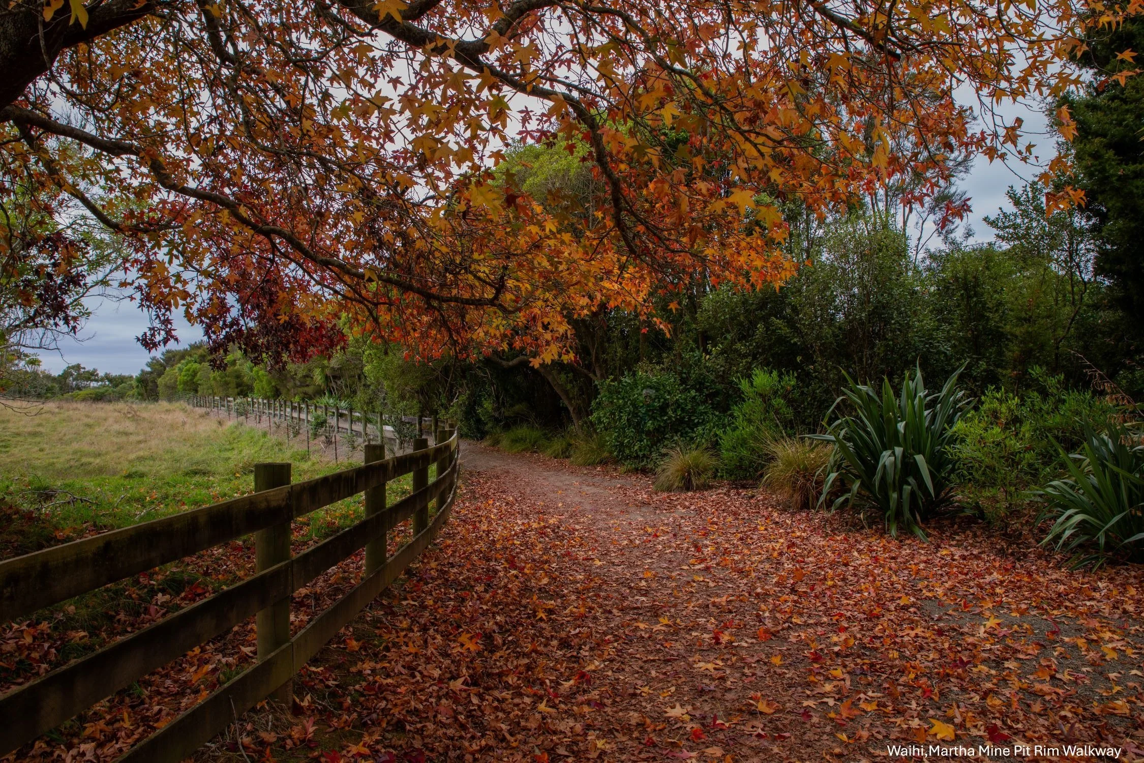 Waihi,Martha Mine Pit Rim Walkway,a,-8332.jpg