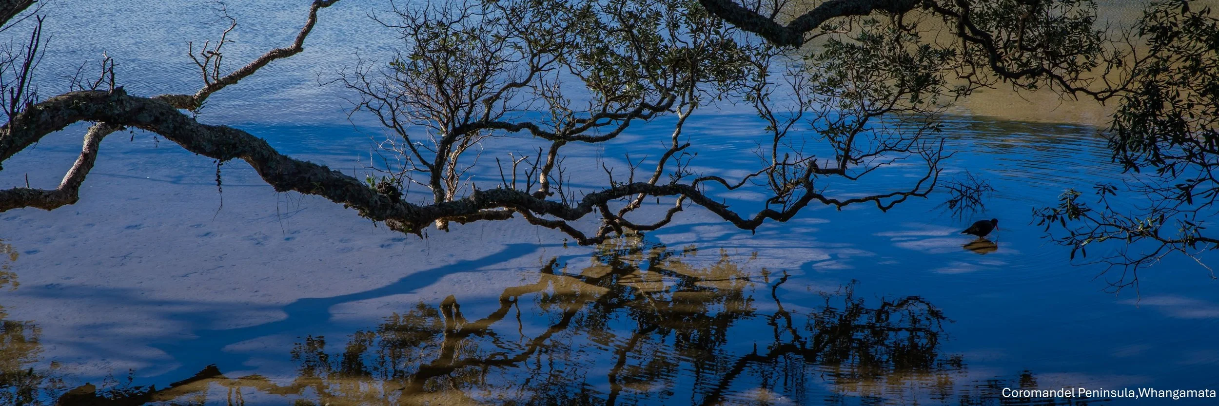 Coromandel Peninsula,Whangamata,-9060.jpg