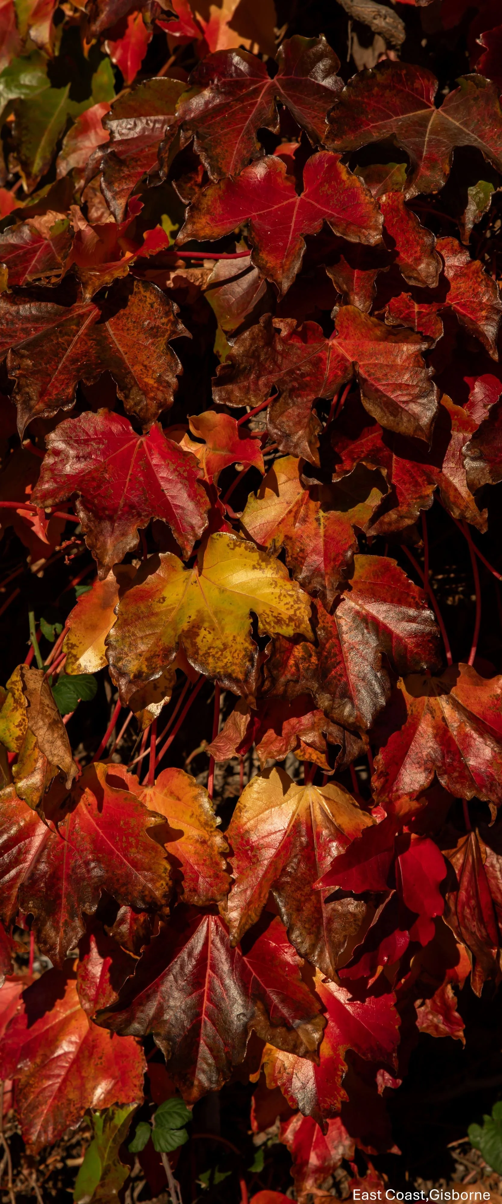 East Coast,Gisborne,-8845.jpg