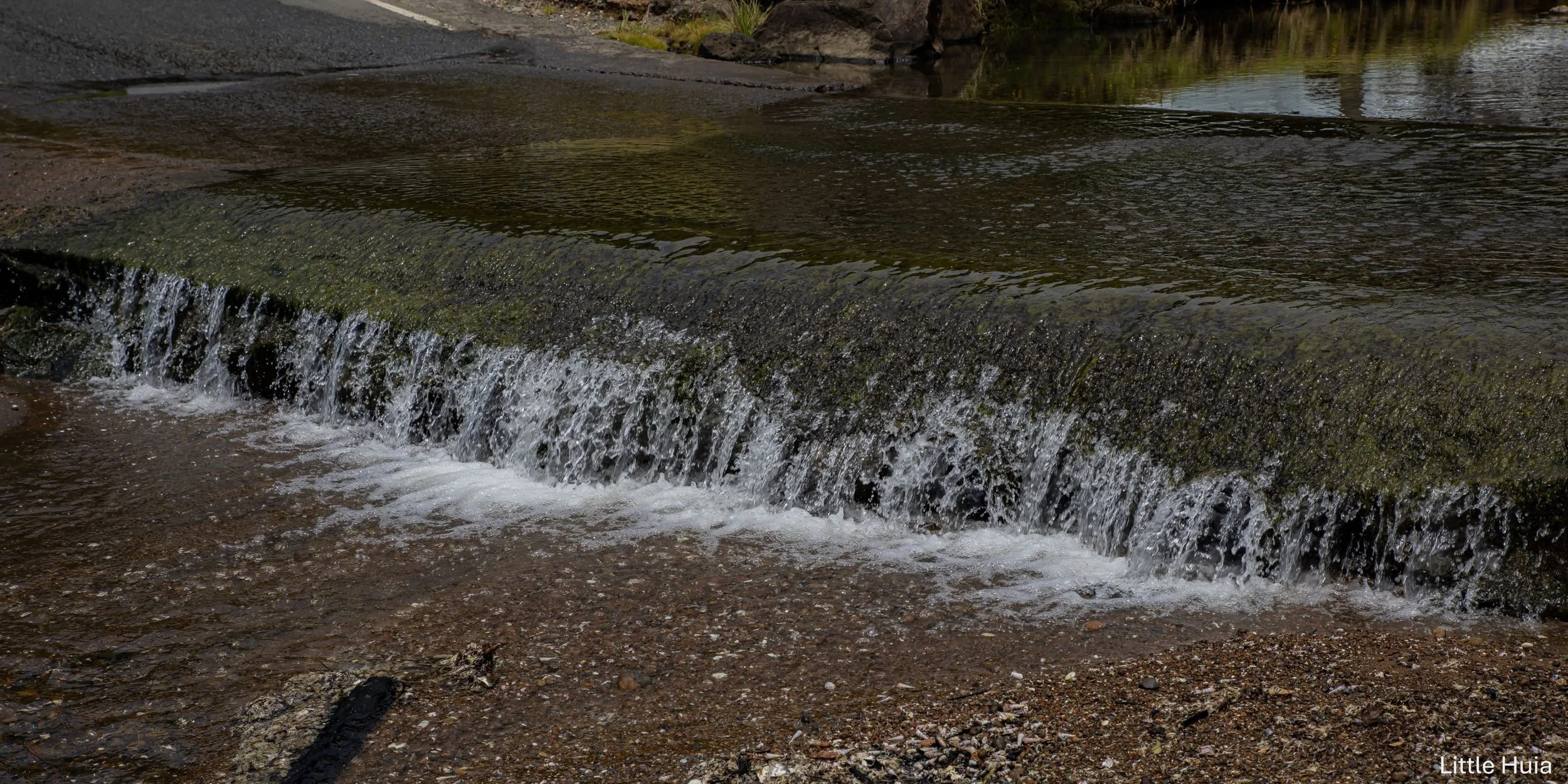 Little Huia,-1671.jpg