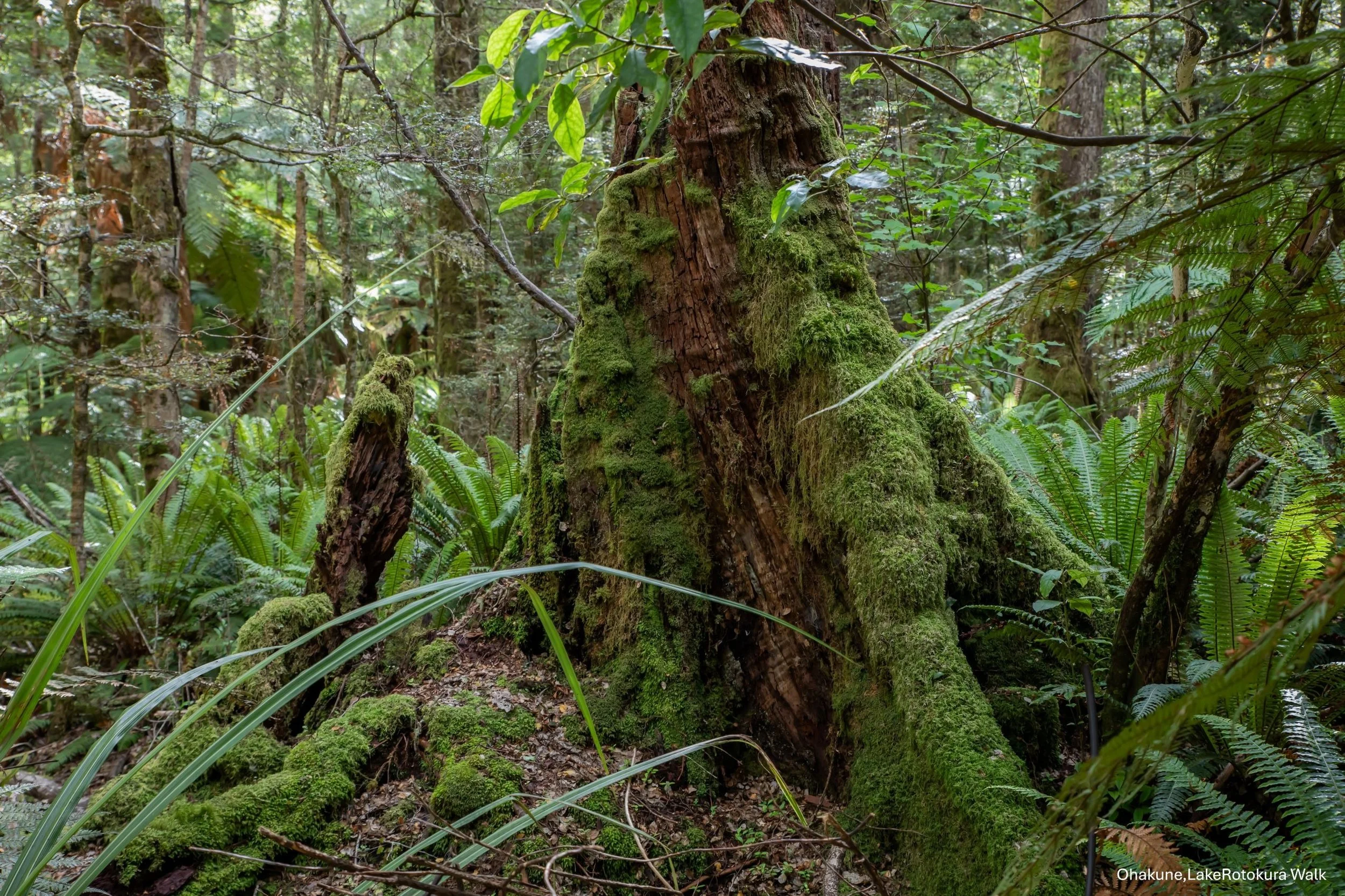 Ohakune,Lake Rotokura Walk,-6522.jpg