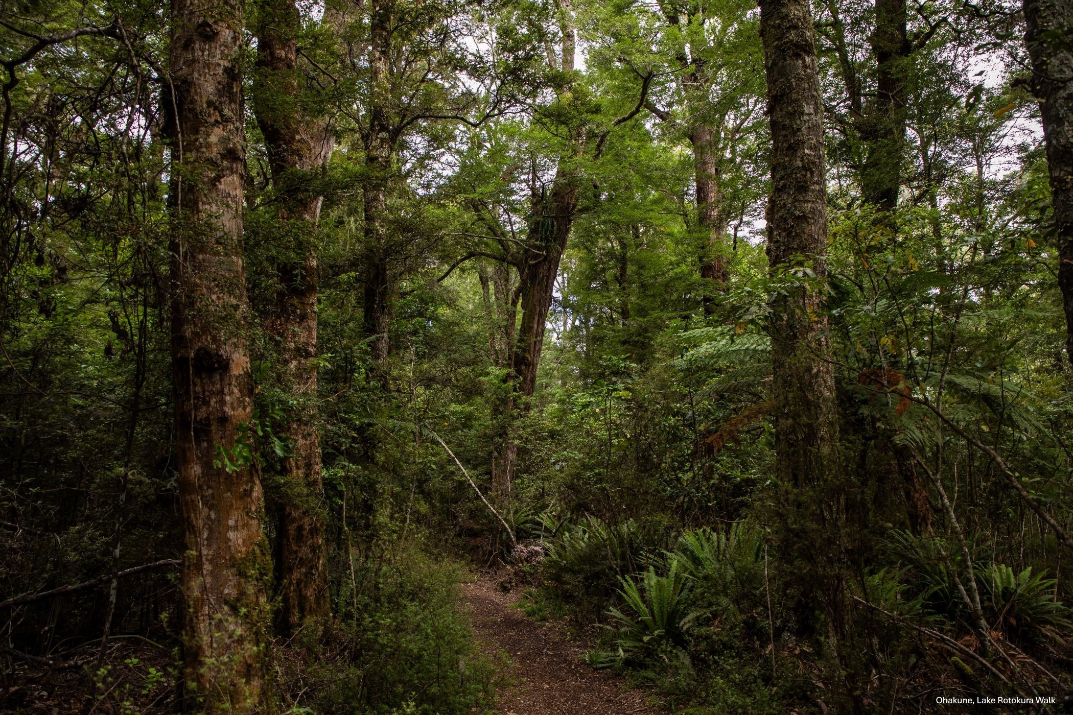 Ohakune,Lake Rotokura Walk,-6536.jpg