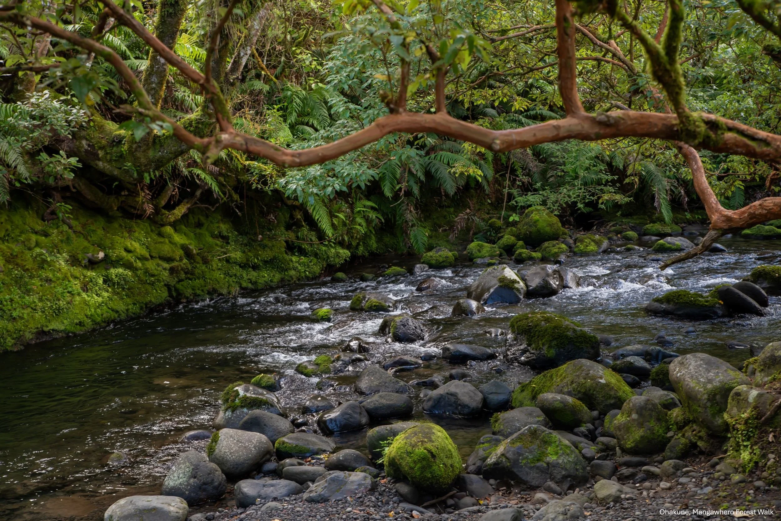 Ohakune,Mangawhero Forest Walk,-6545.jpg