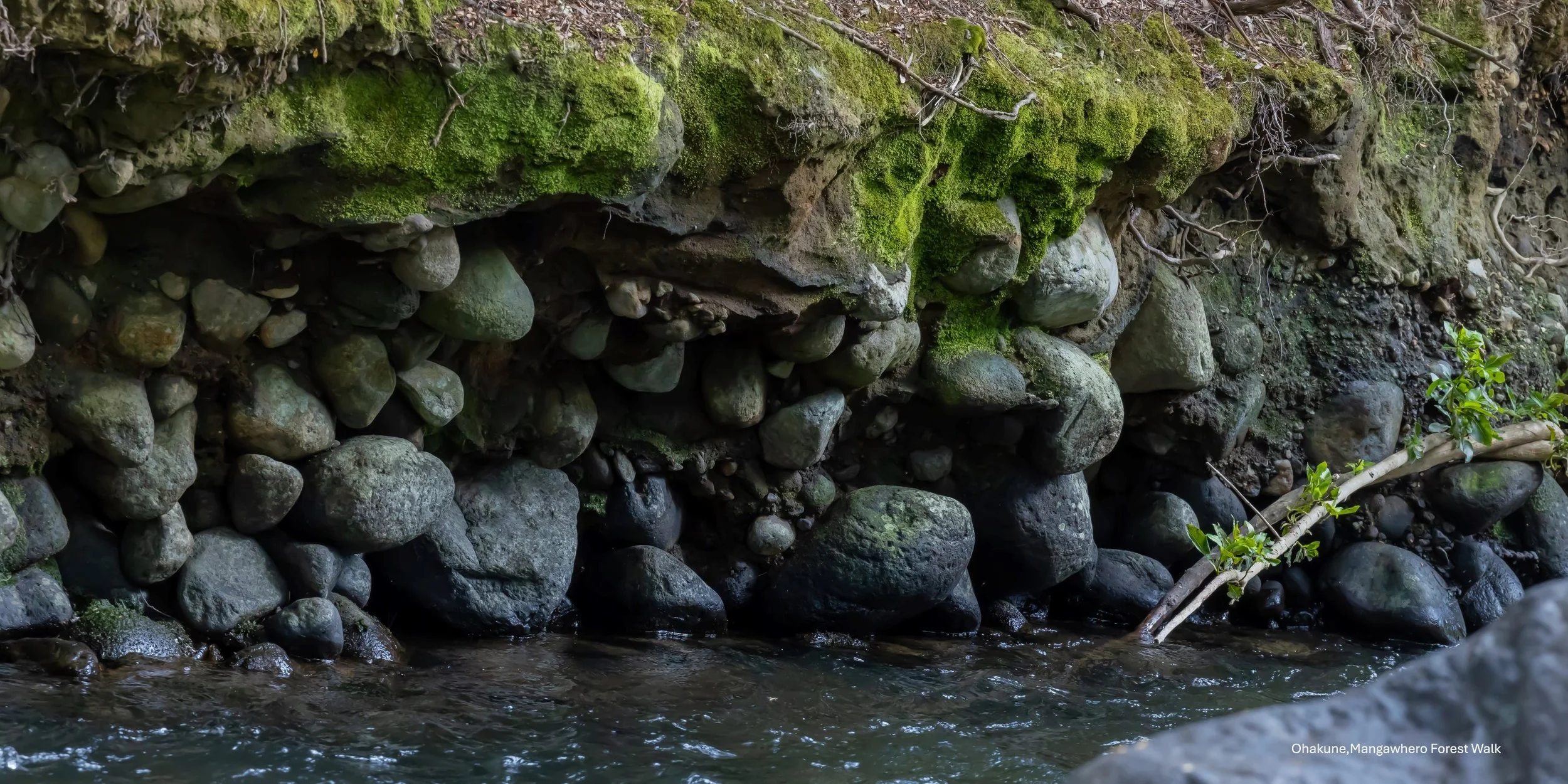 Ohakune,Mangawhero Forest Walk,-7327.jpg