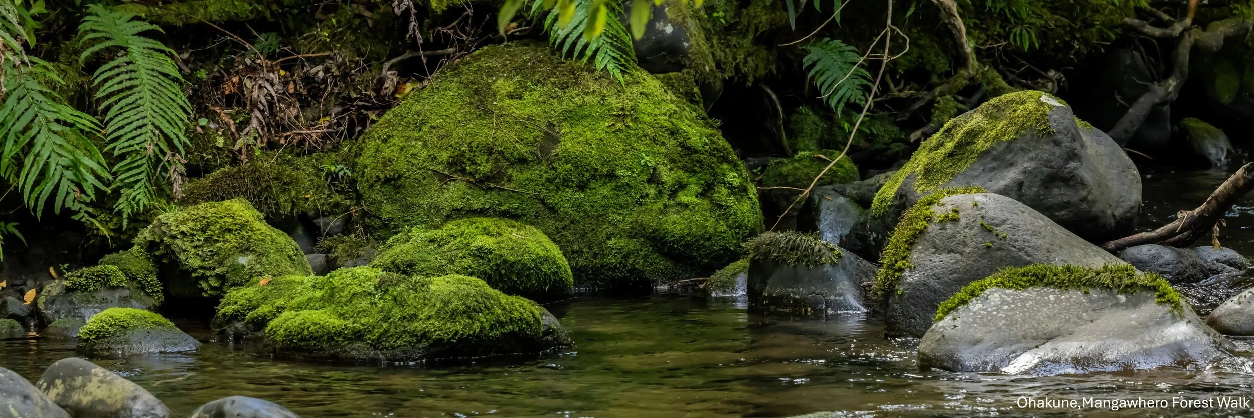 Ohakune,Mangawhero Forest Walk,-7394.jpg