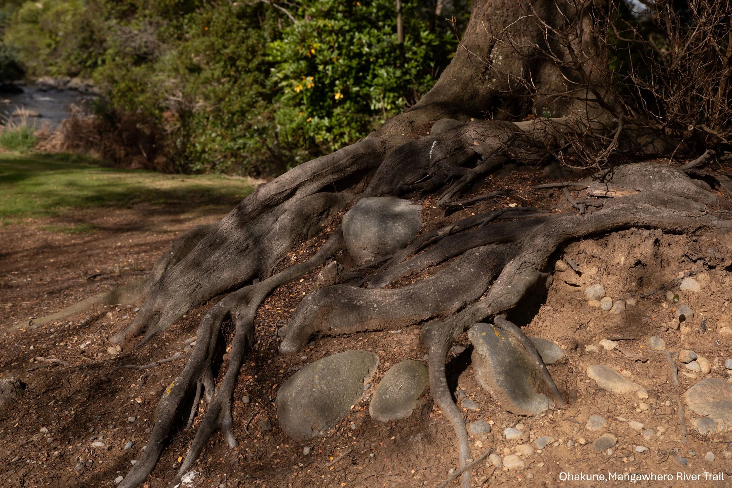 Ohakune,Mangawhero River Trail,-6464.jpg