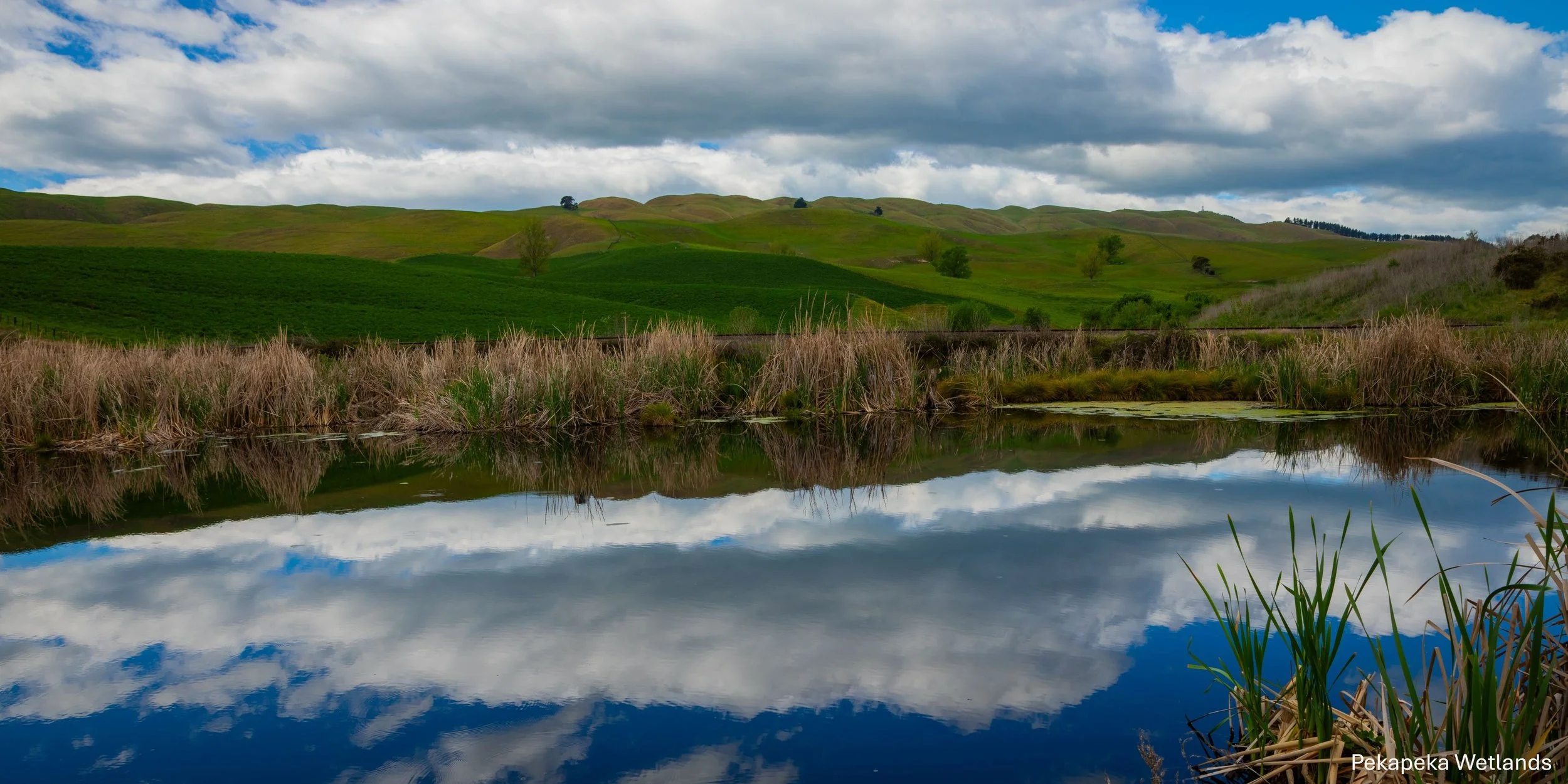 Hawkes Bay,Pekapeka Wetlands,-1822.jpg