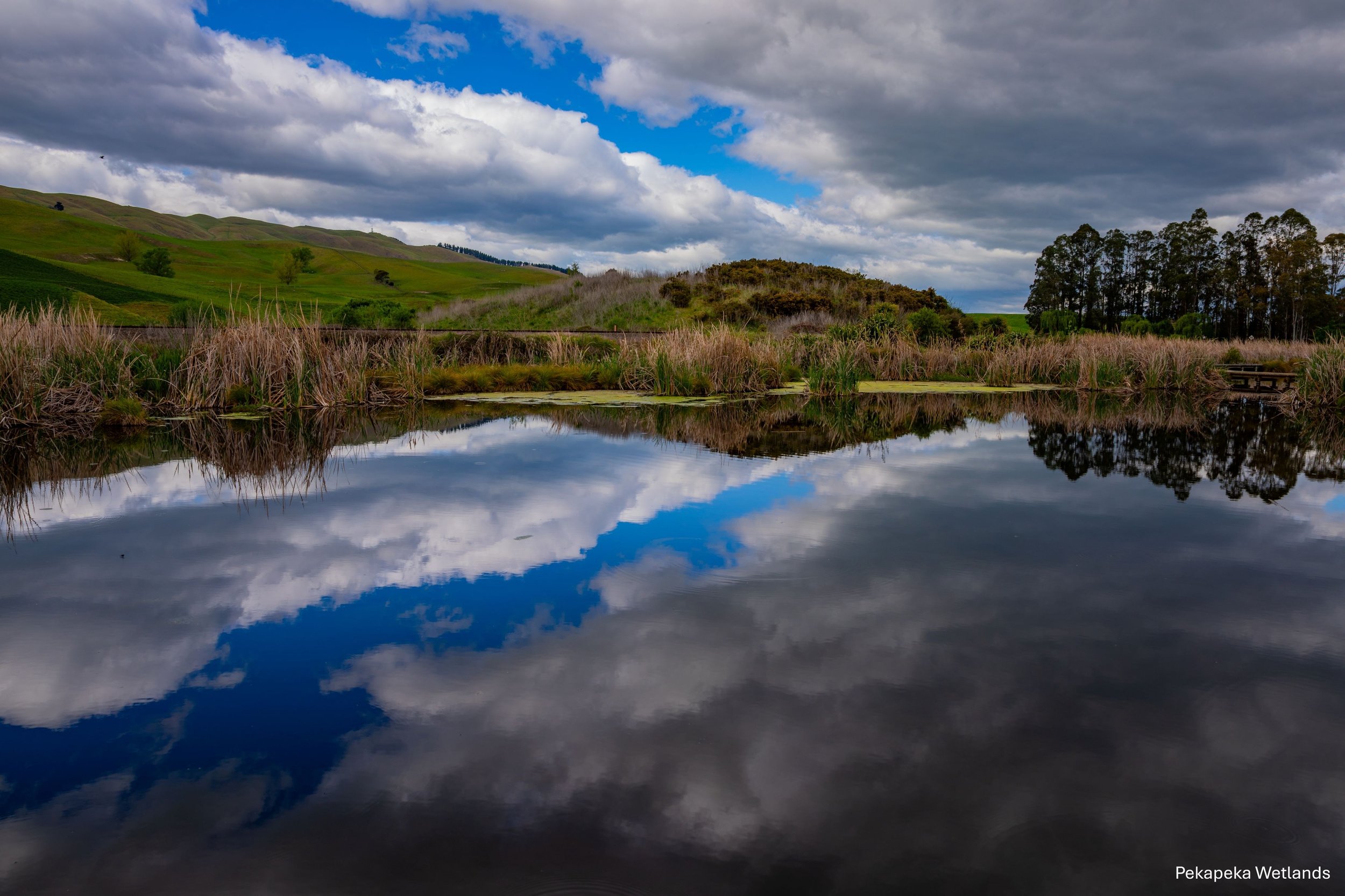 Hawkes Bay,Pekapeka Wetlands,-1824.jpg